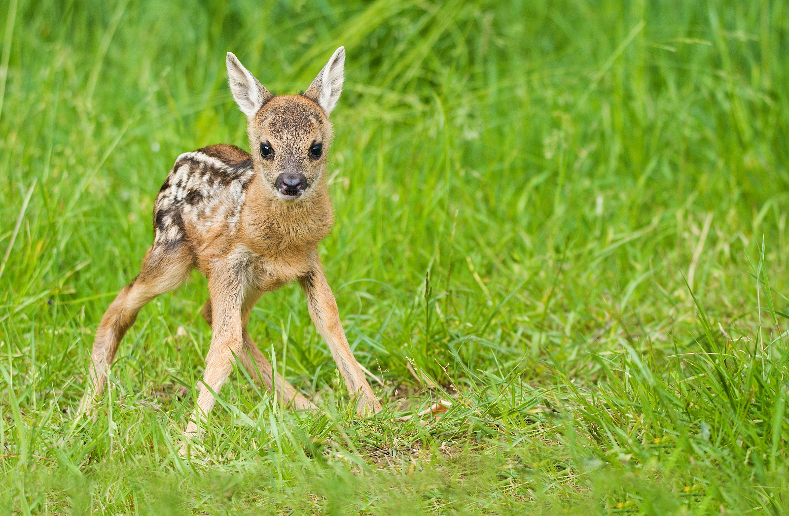 Fawn