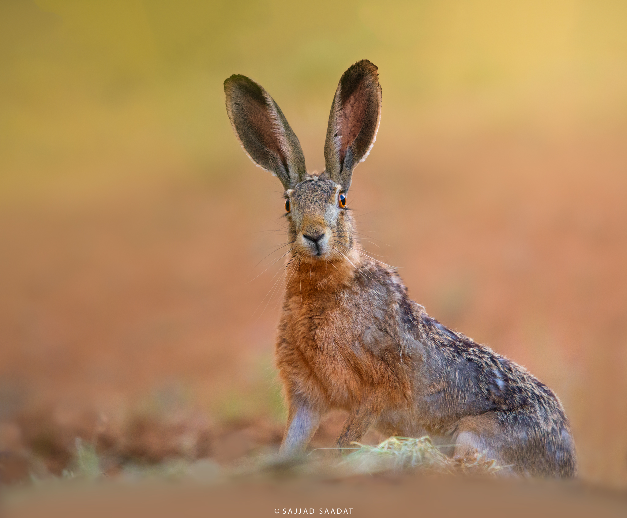 Rabbit