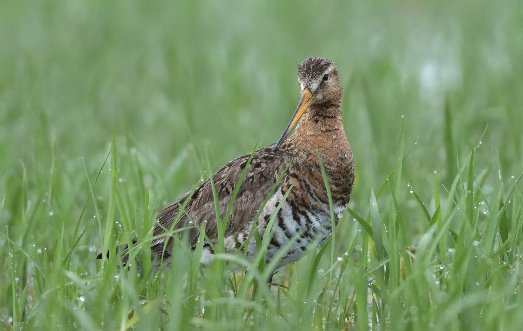 pittima reale piemontese ritorna