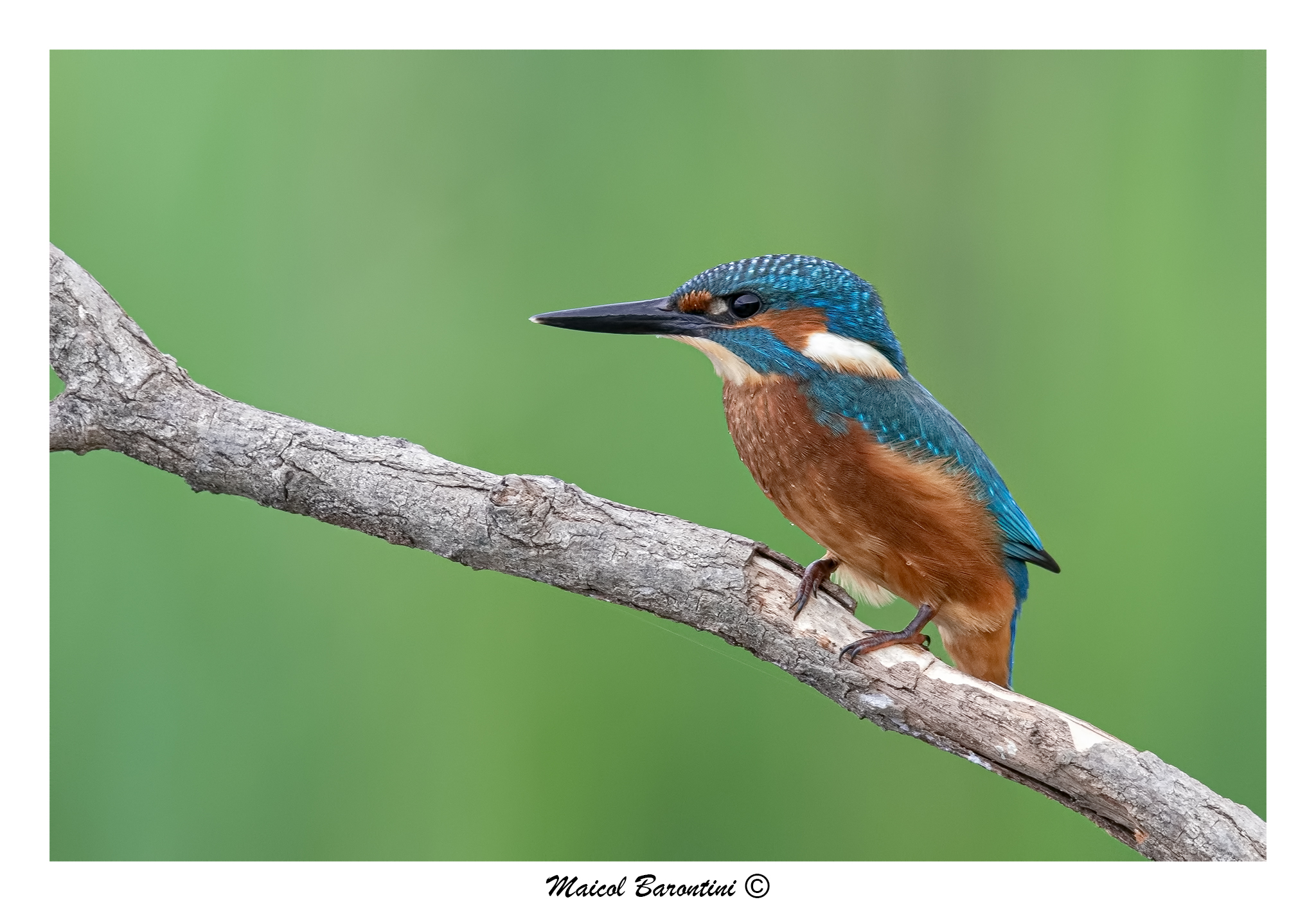 Kingfisher