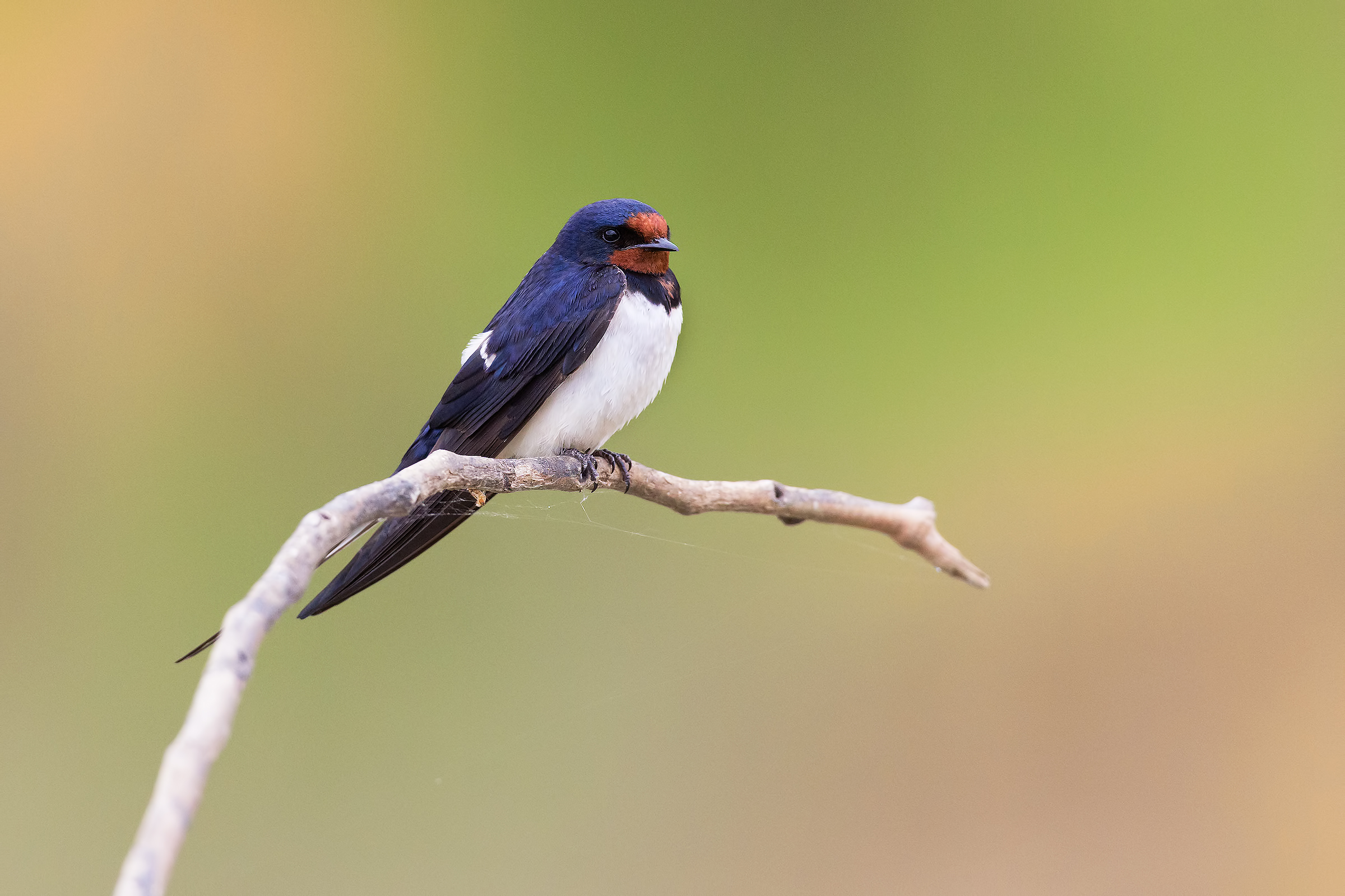 Aspettavo il Martin Pescatore invece ...
