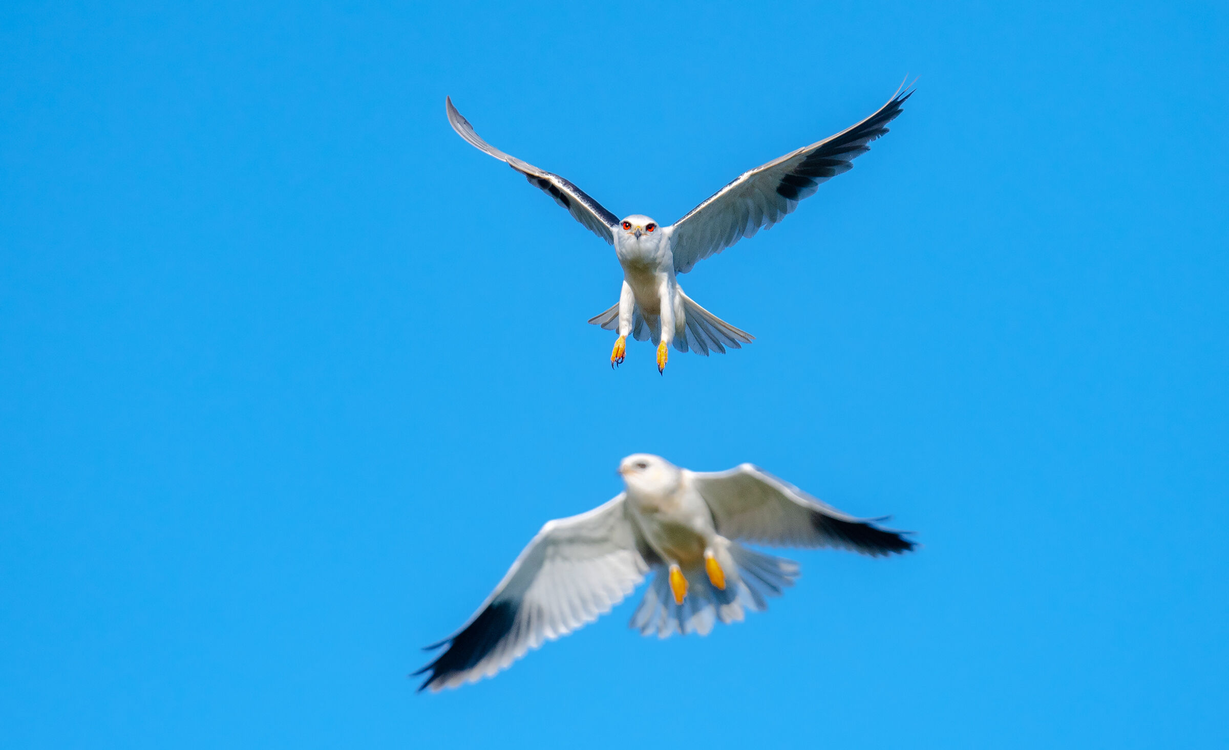 papà sta arrivando!