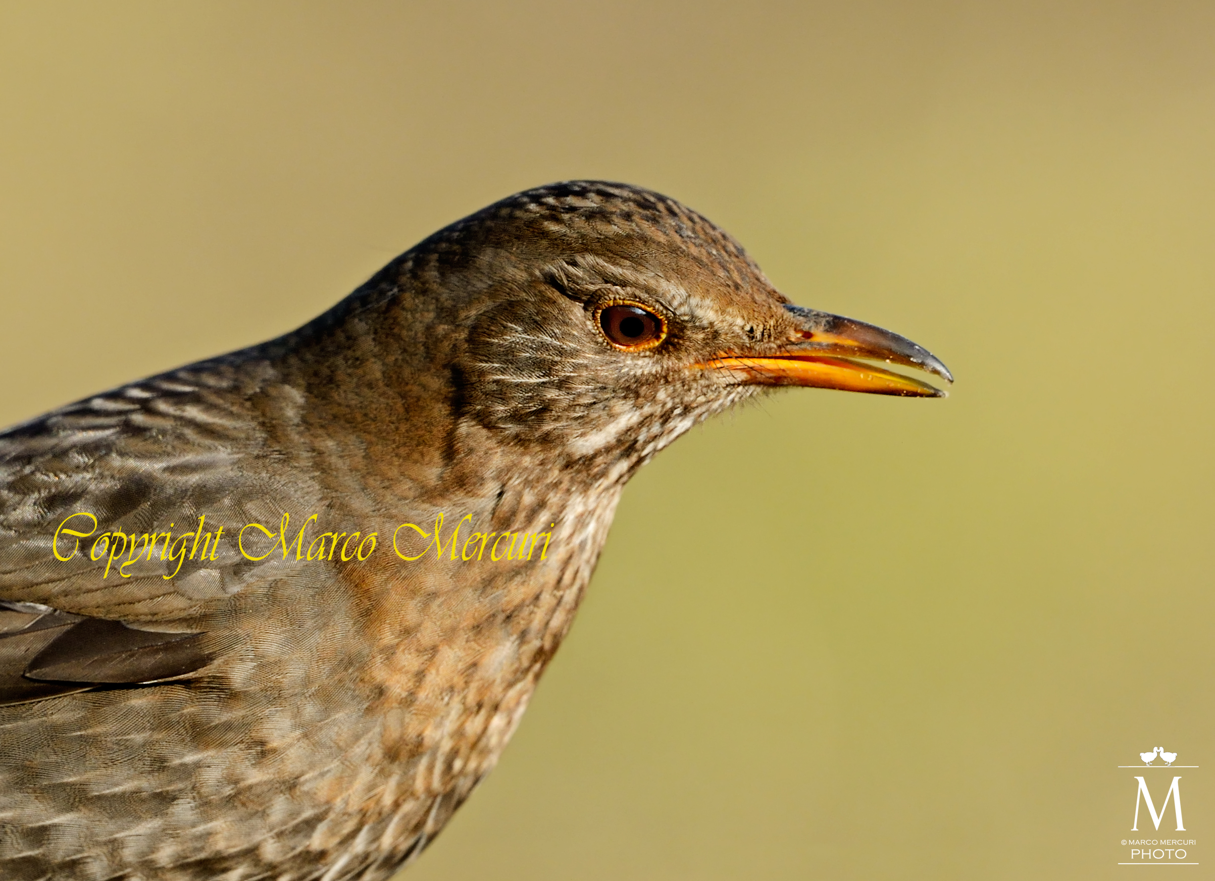Portrait of Female Blackbird