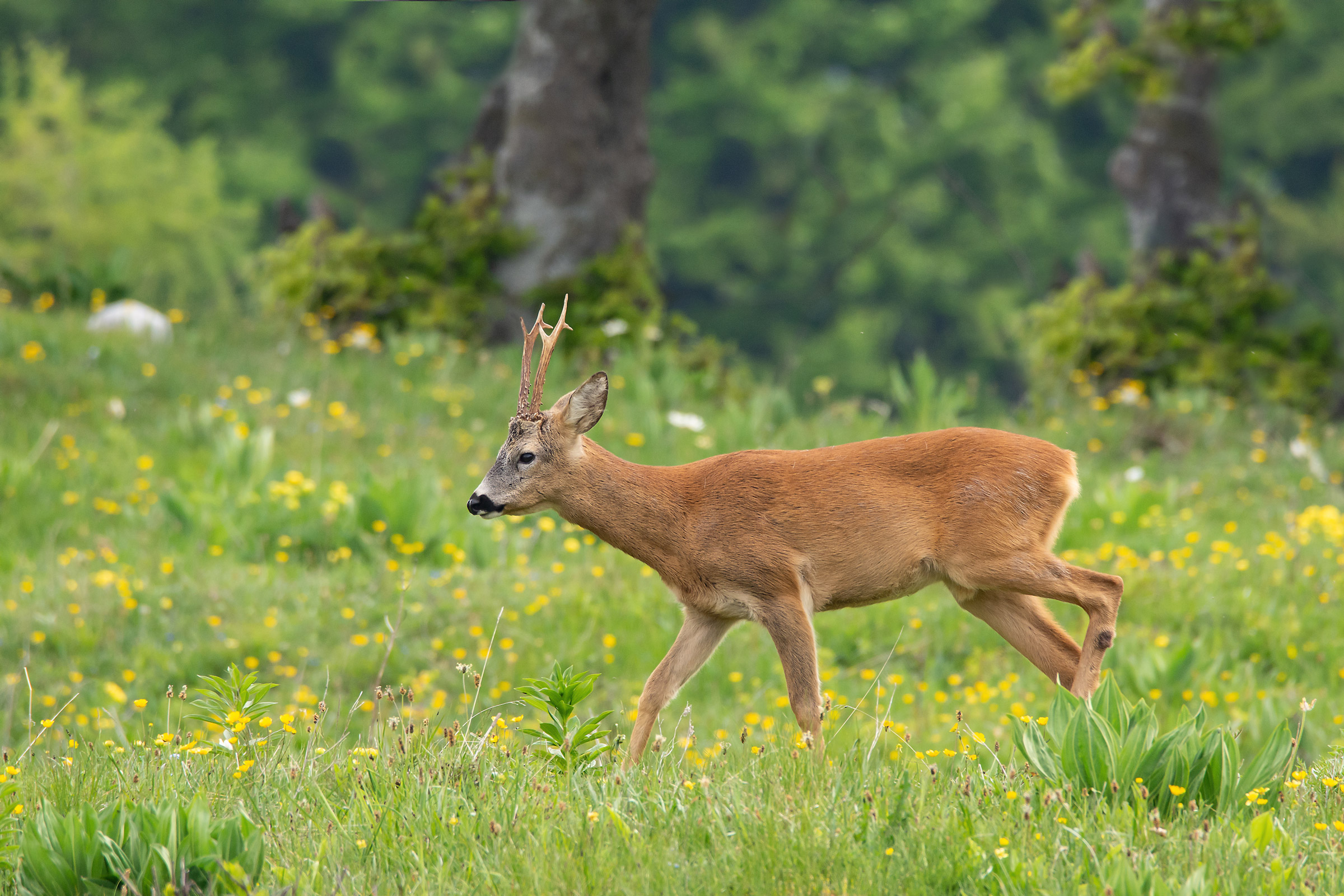 Up in the blooming pastures