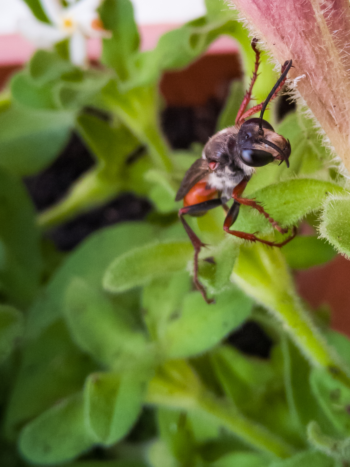 Sphex funerarius - ? (Alexandria, IT - 09/06/2020) - 1
