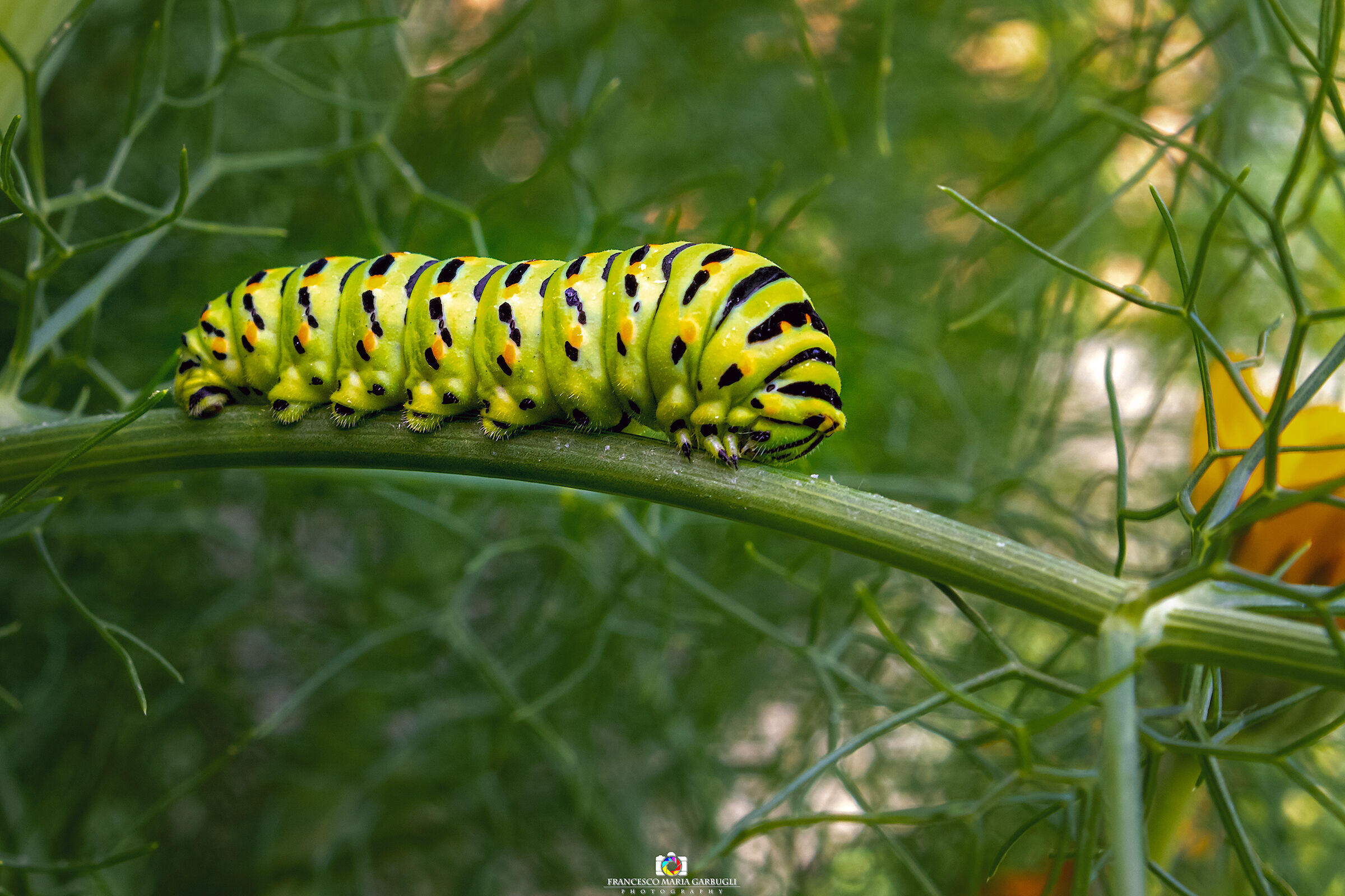 Bruco di Macaone.....piccolo abitante del mio giardino