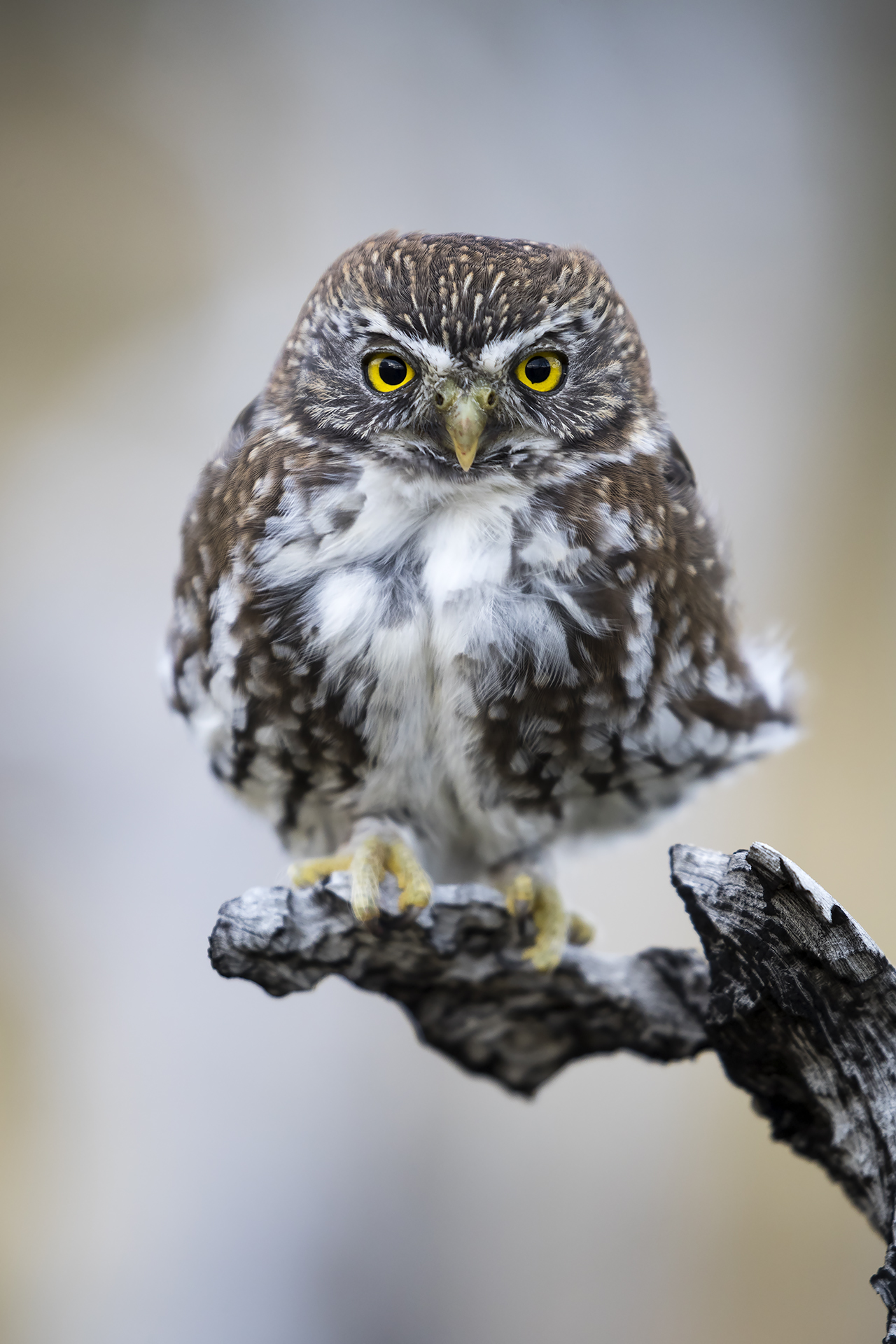 Southern dwarf owl