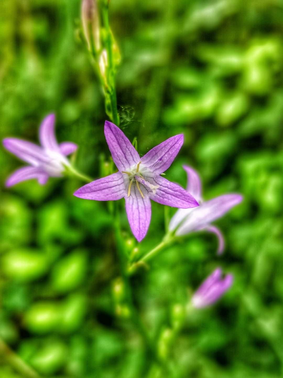 Wild Lily