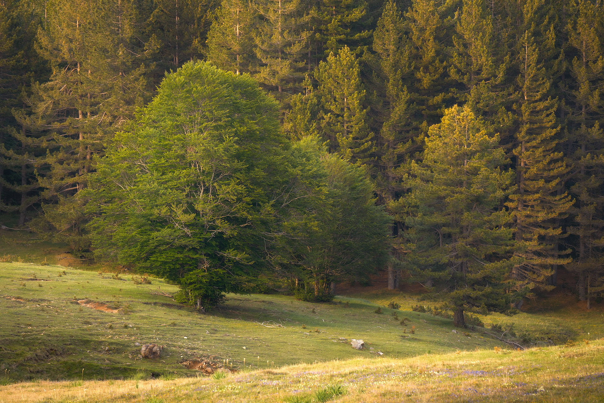 On the nature of day light