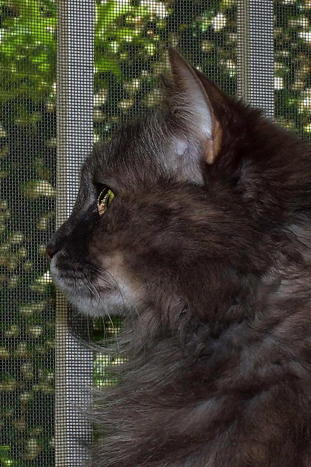 riflessi nell' occhio