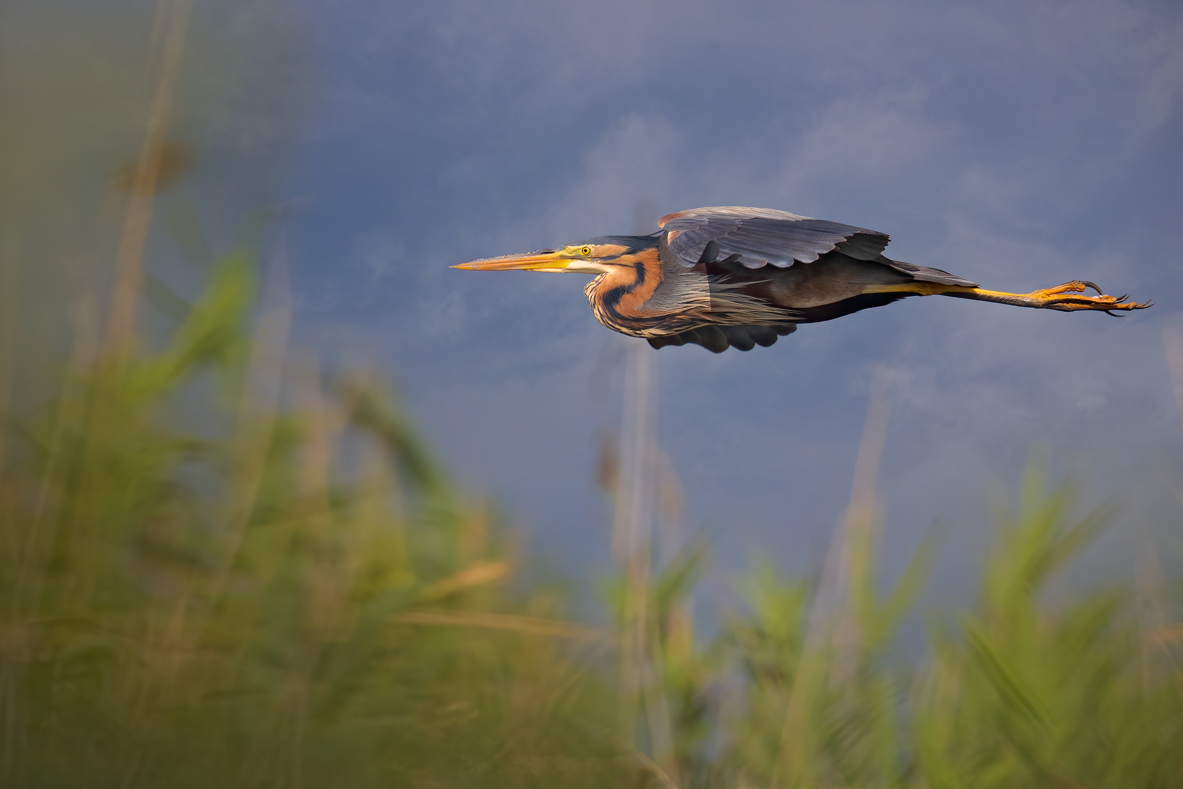 Incontri nel Parco del Mincio (mn)