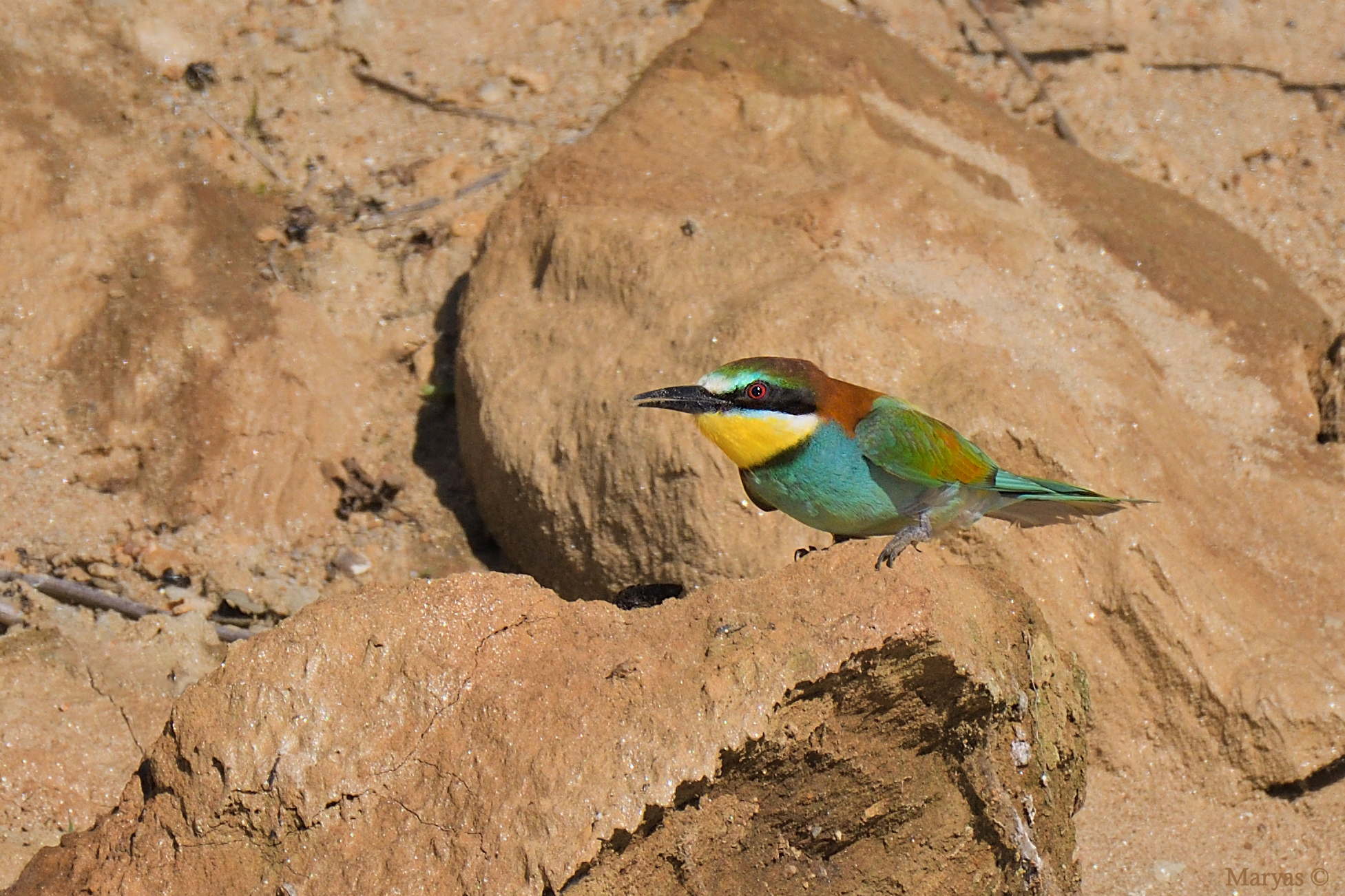 I see you see that I saw you!