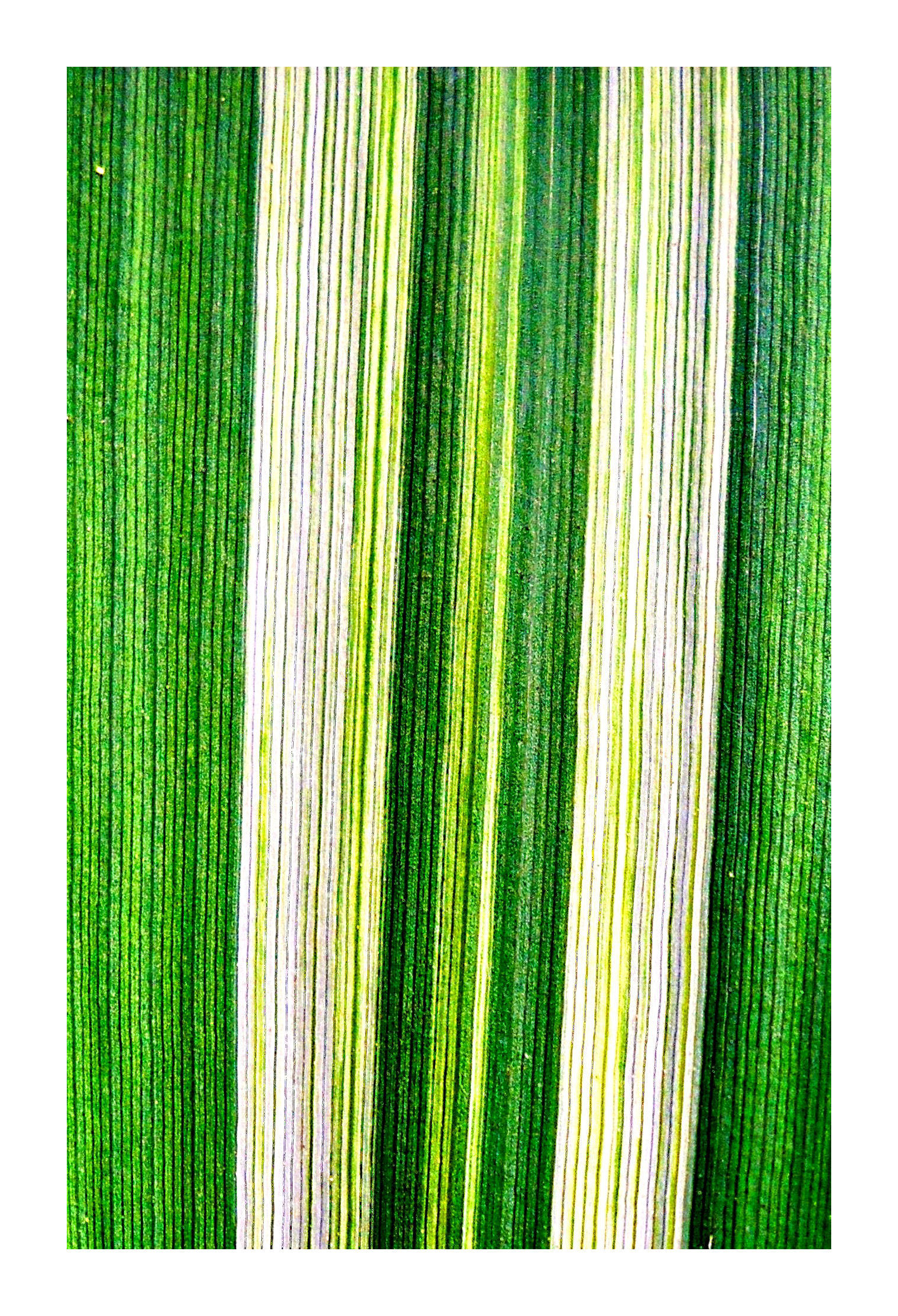Foglia di canna