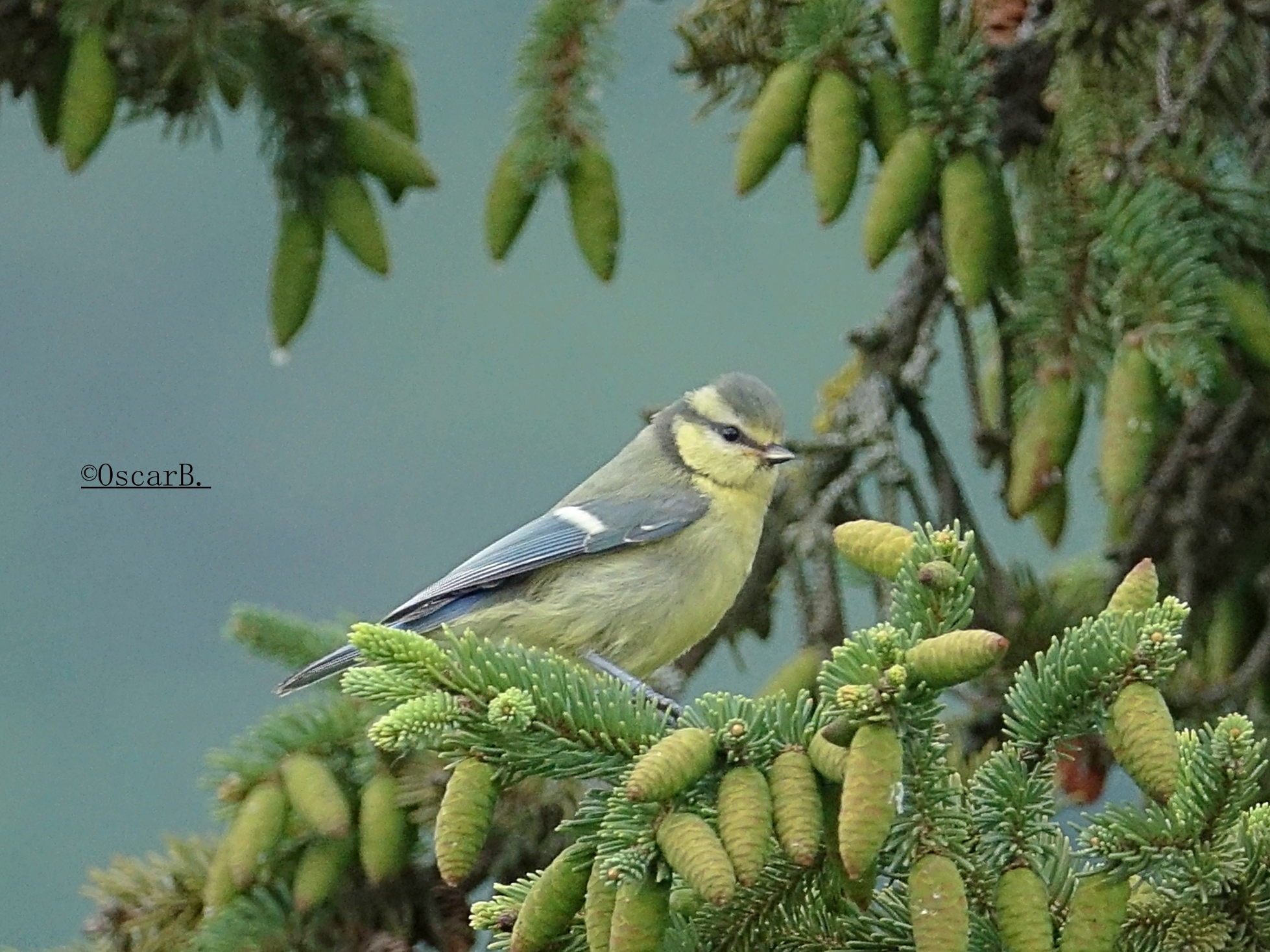 Cinciarella on pine