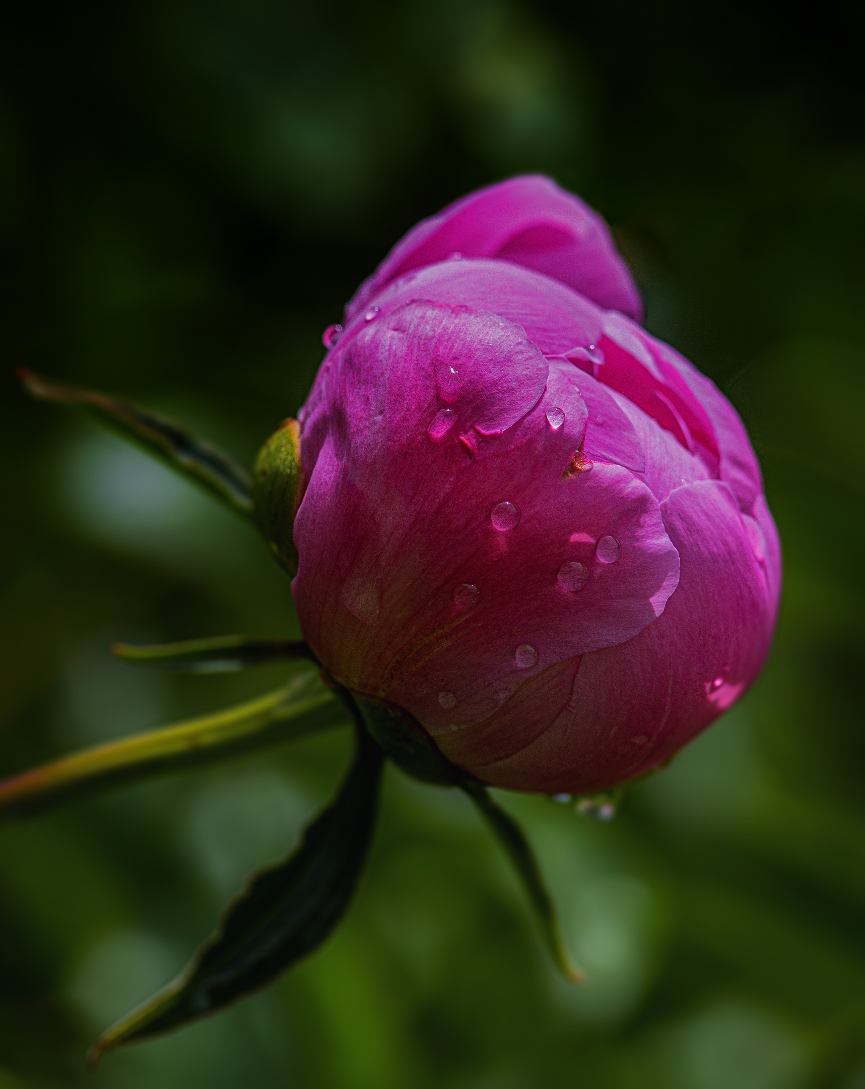Budding Peony