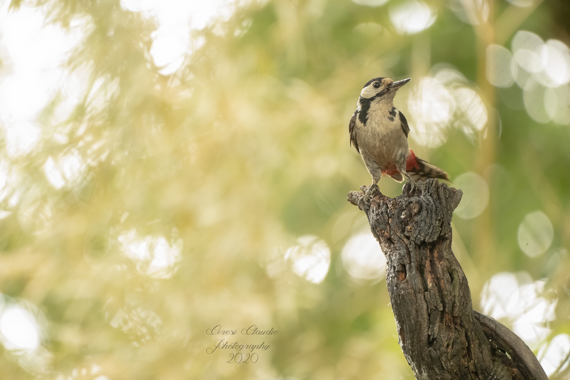 picchio rosso maggiore
