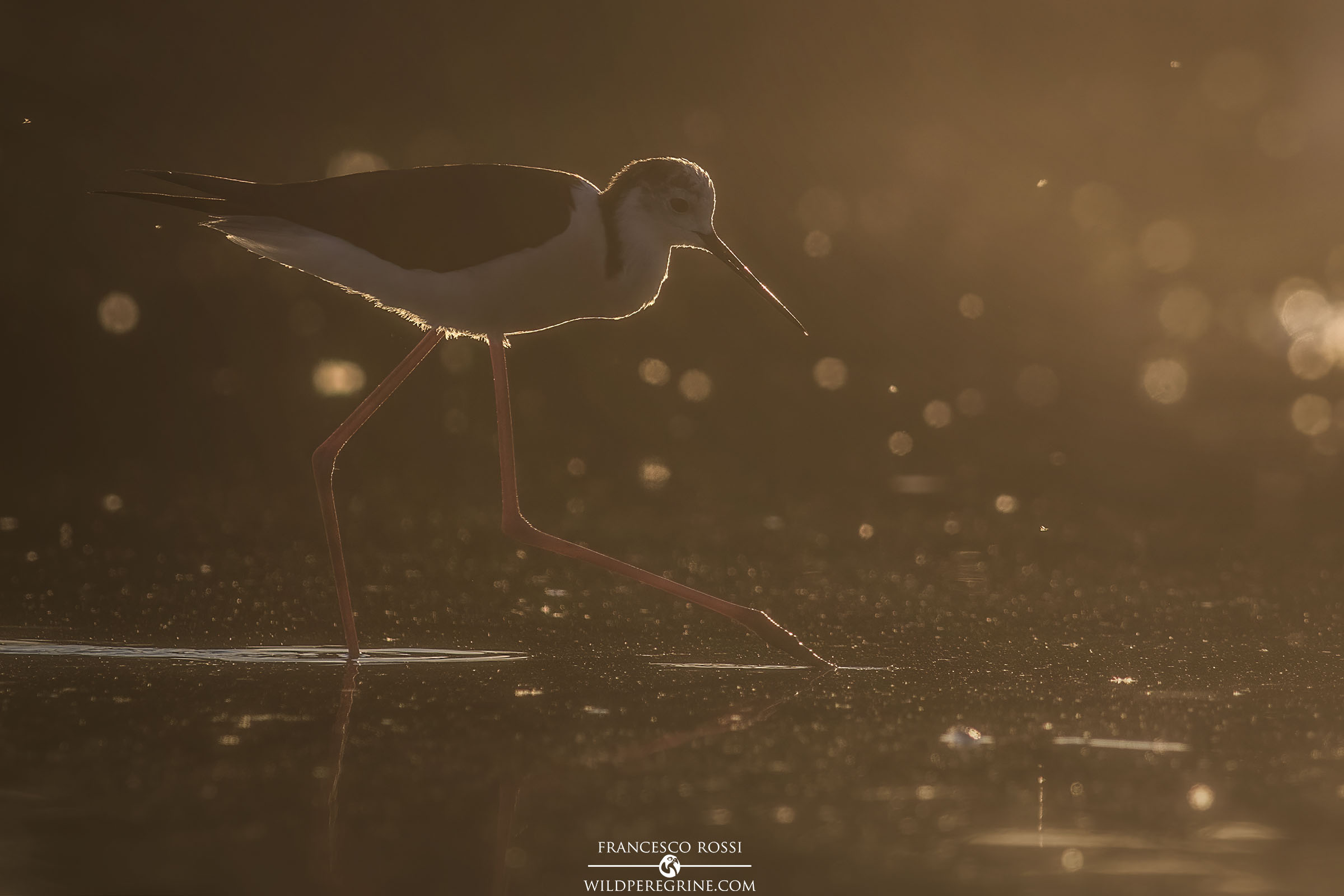 Cavaliere d'Italia al Tramonto