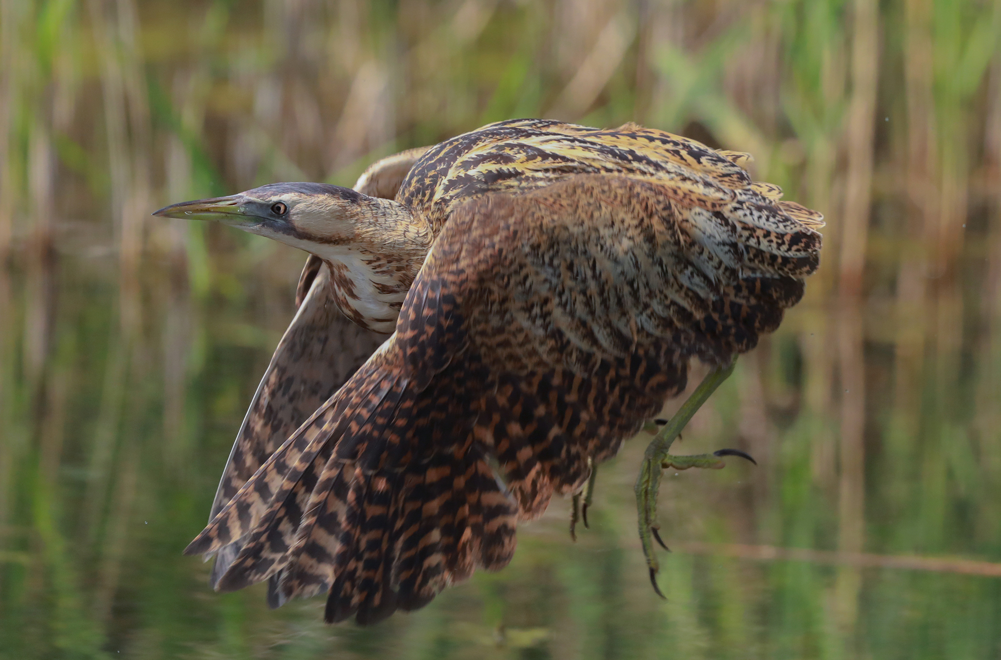 The flight of the tarabuso
