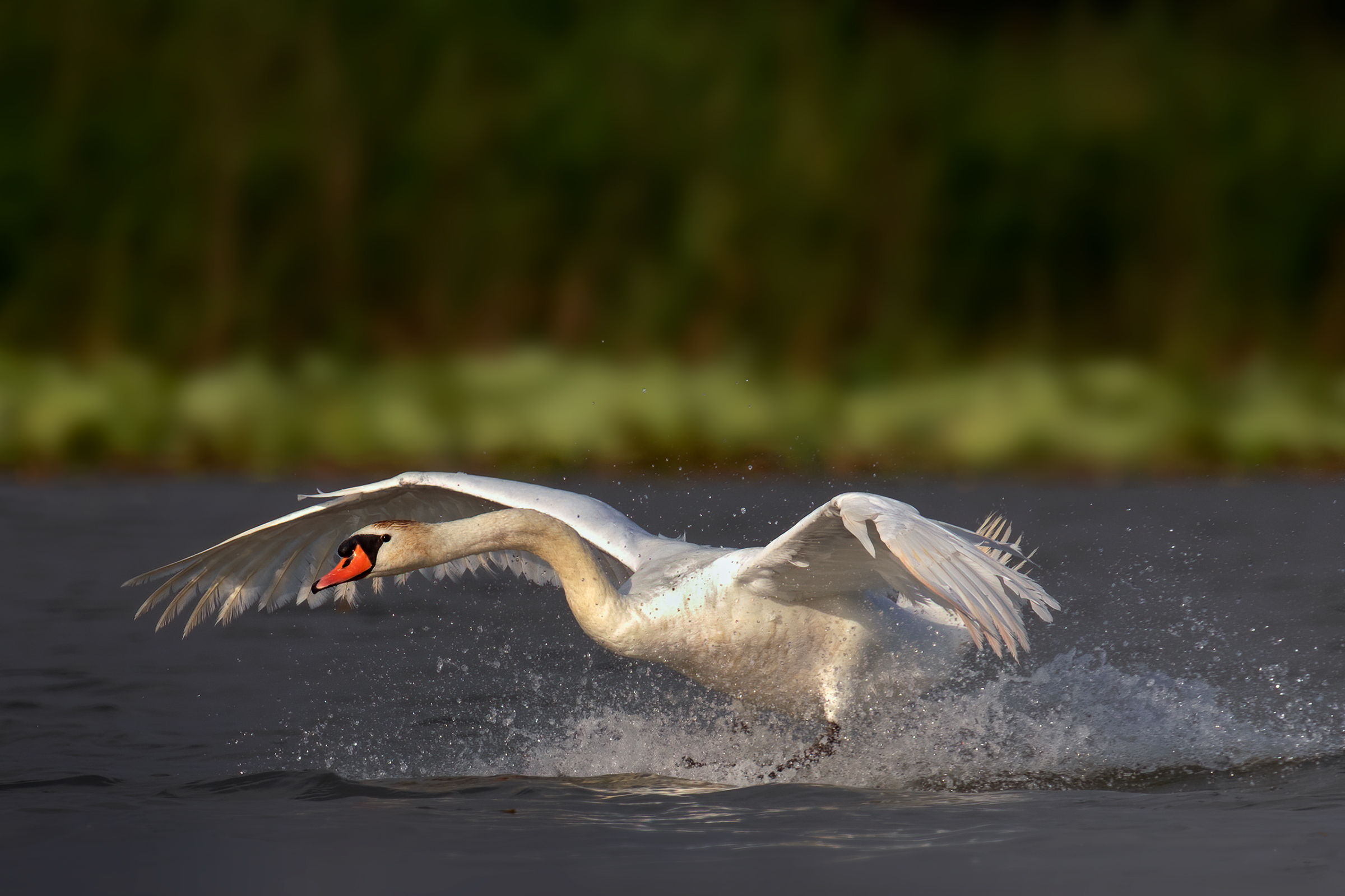 Incontri nel Parco del Mincio (mn)
