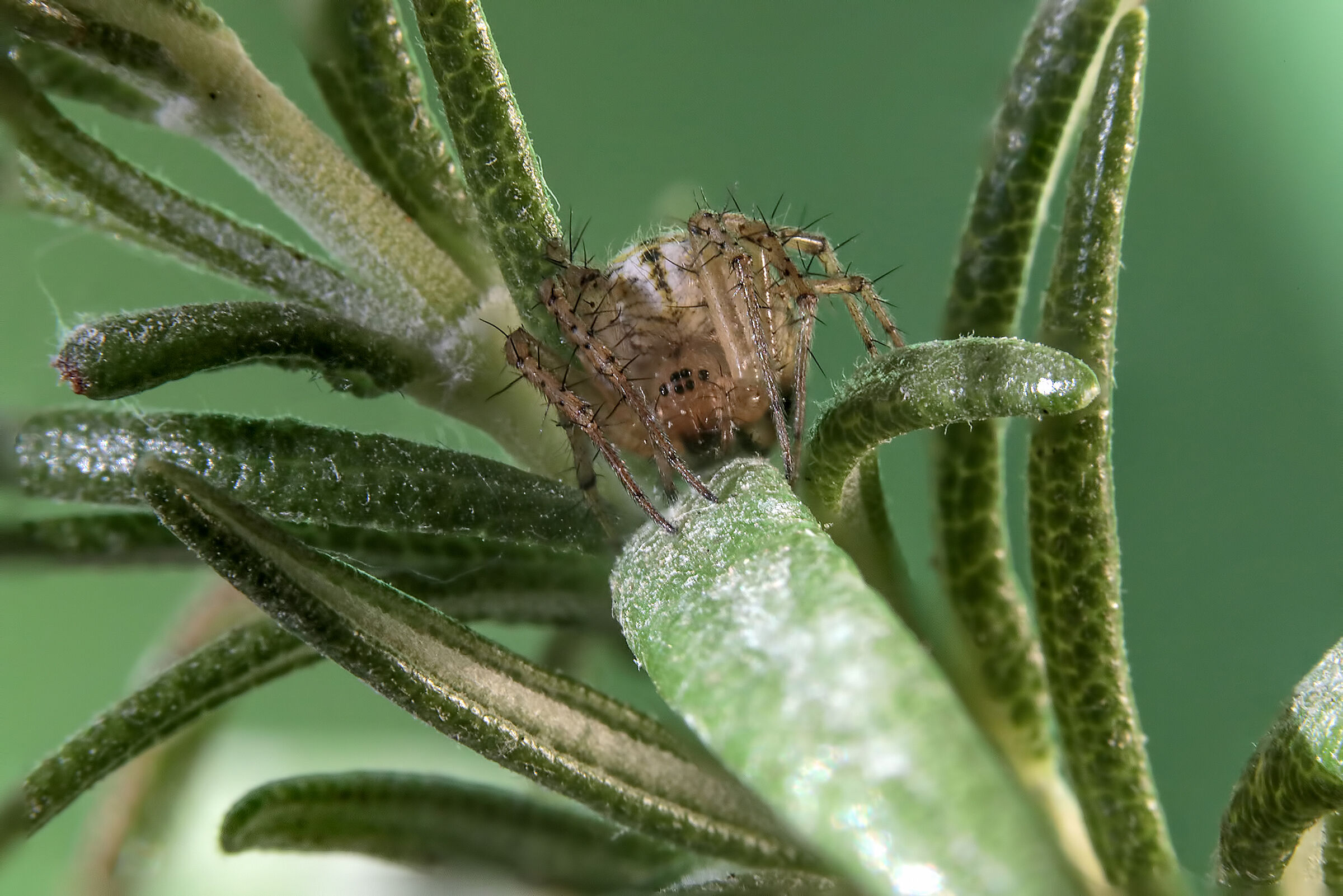 Mangora acalypha (Araneidae)