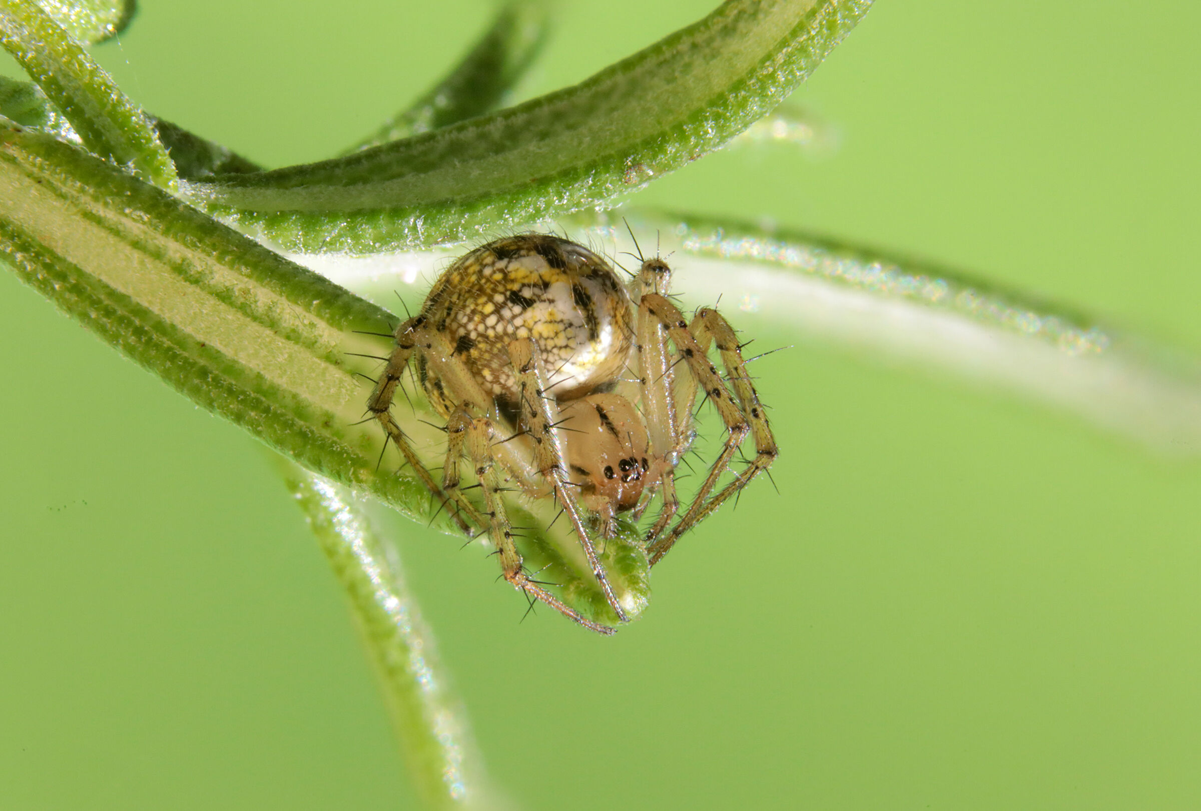 Mangora acalypha (Araneidae)