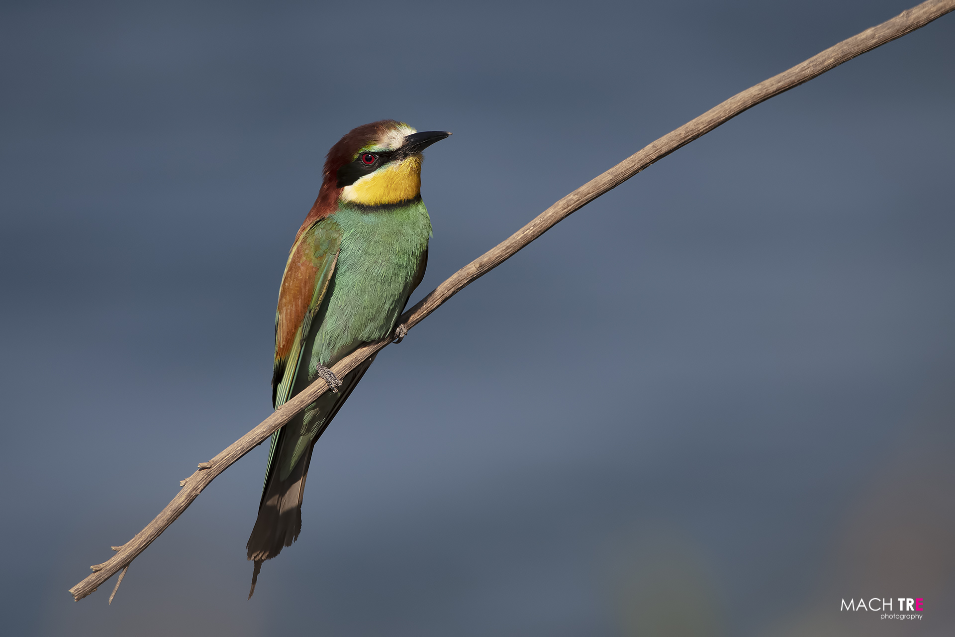 Bee-eater