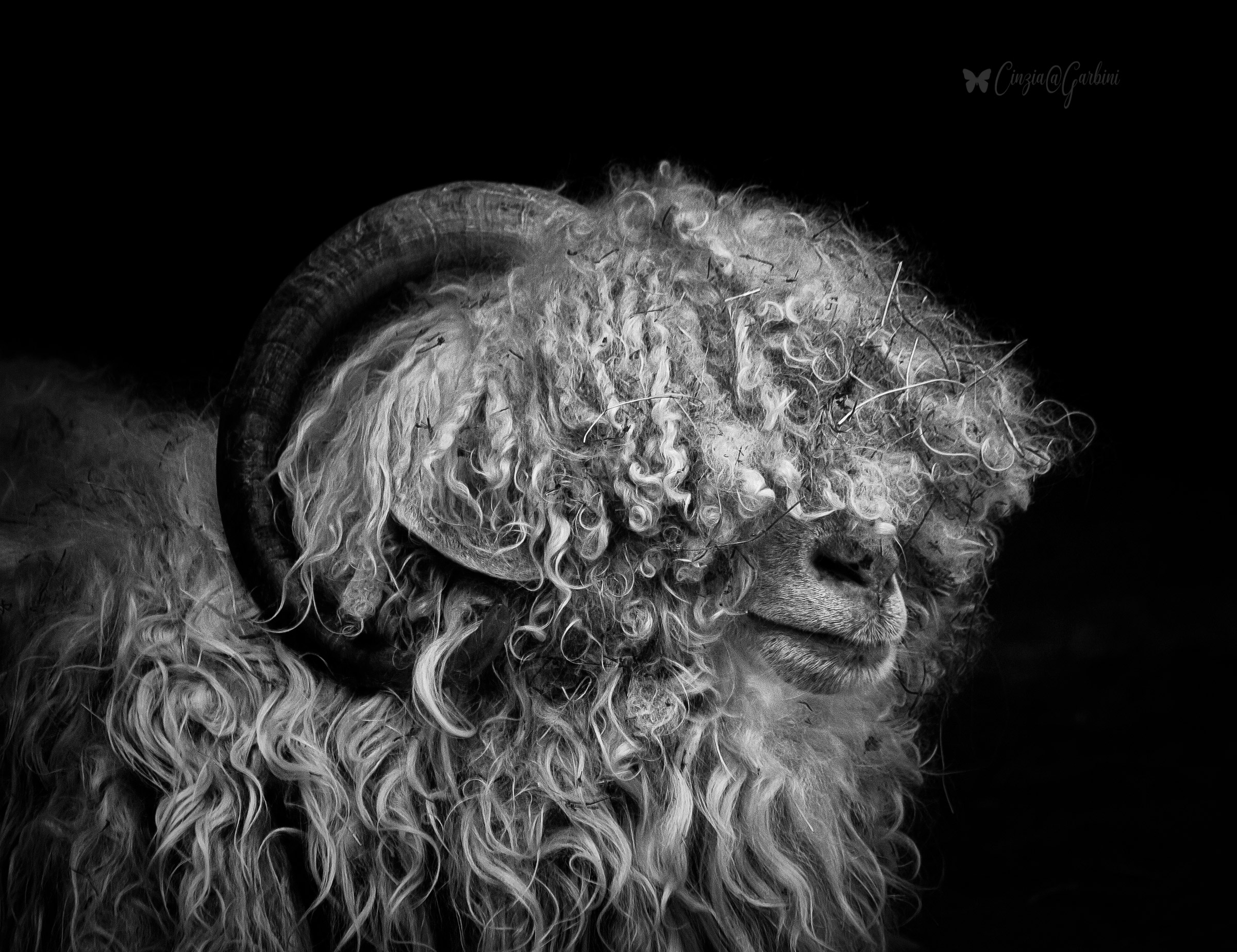 ogni riccio un capriccio