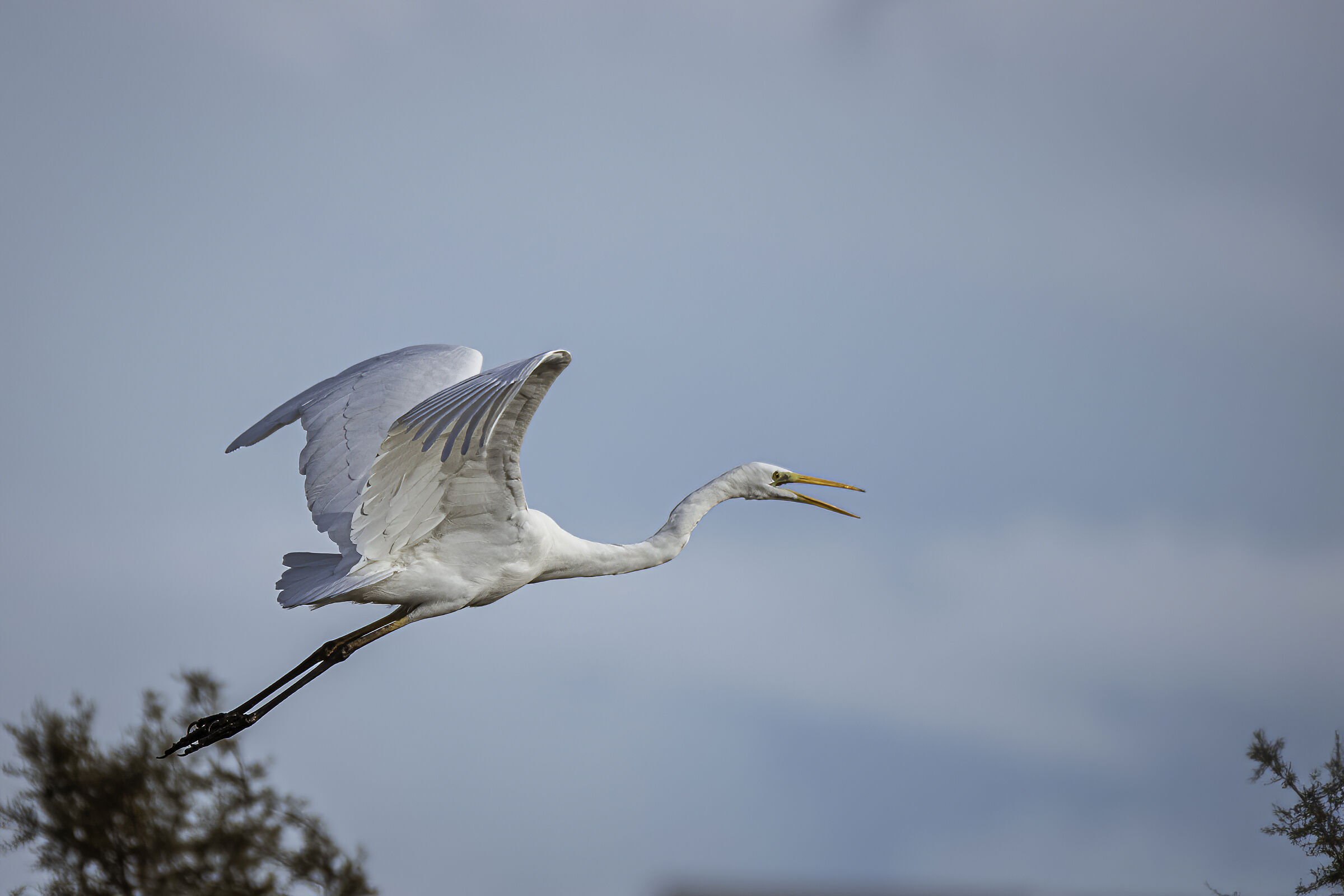 Airone bianco maggiore