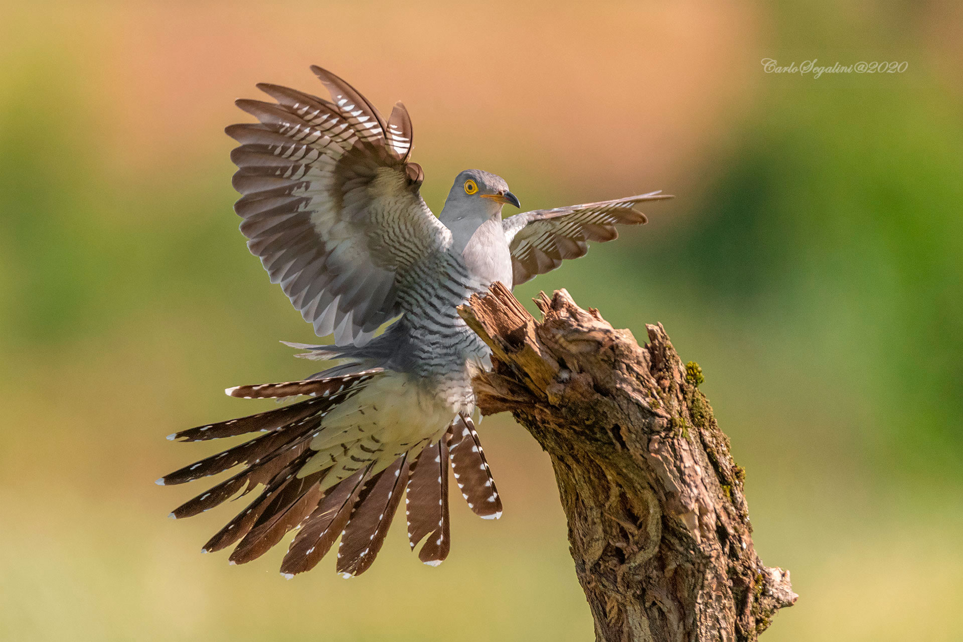 Cuculo "Cuculus canorus"