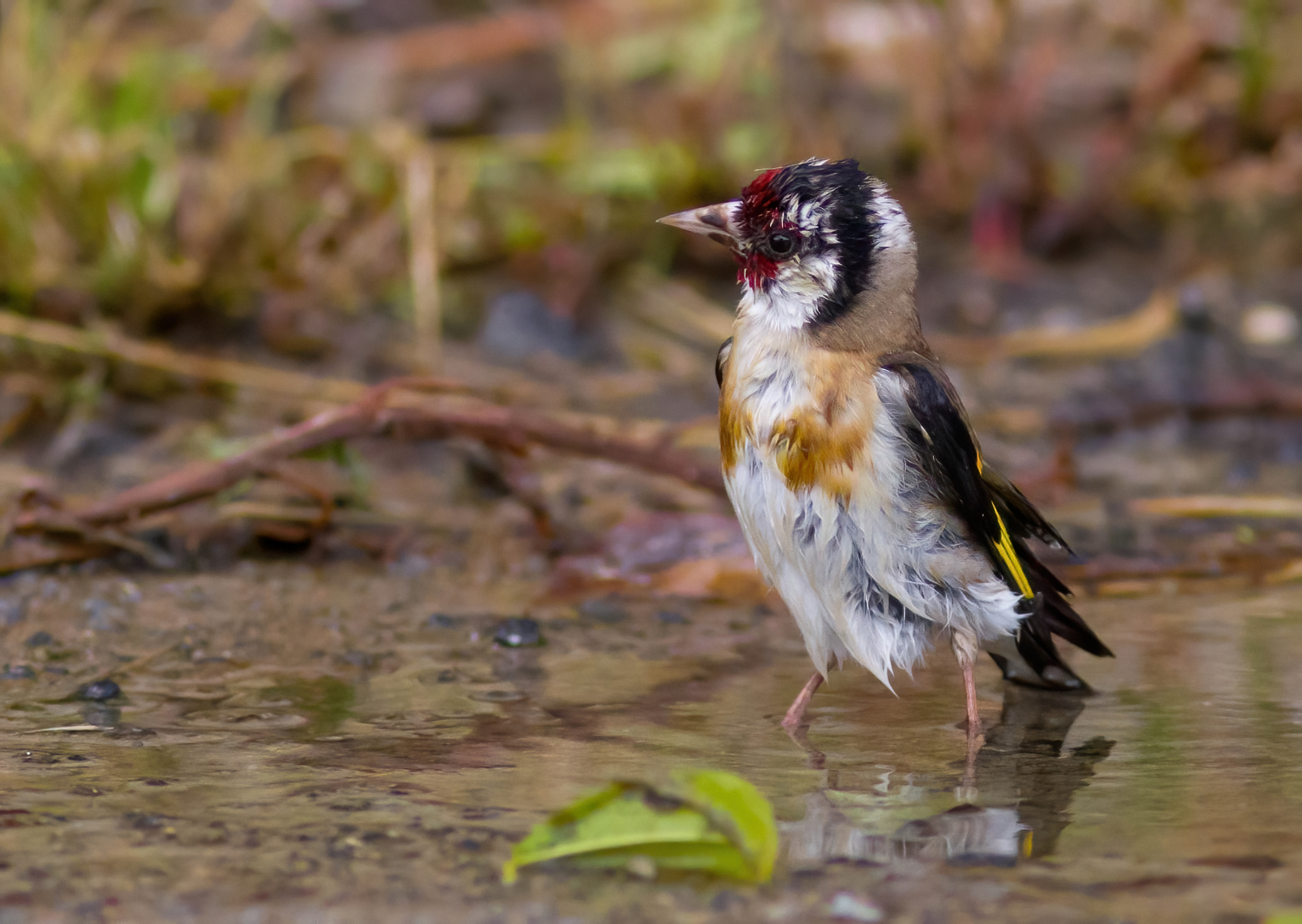 Altro cardellino al bagno