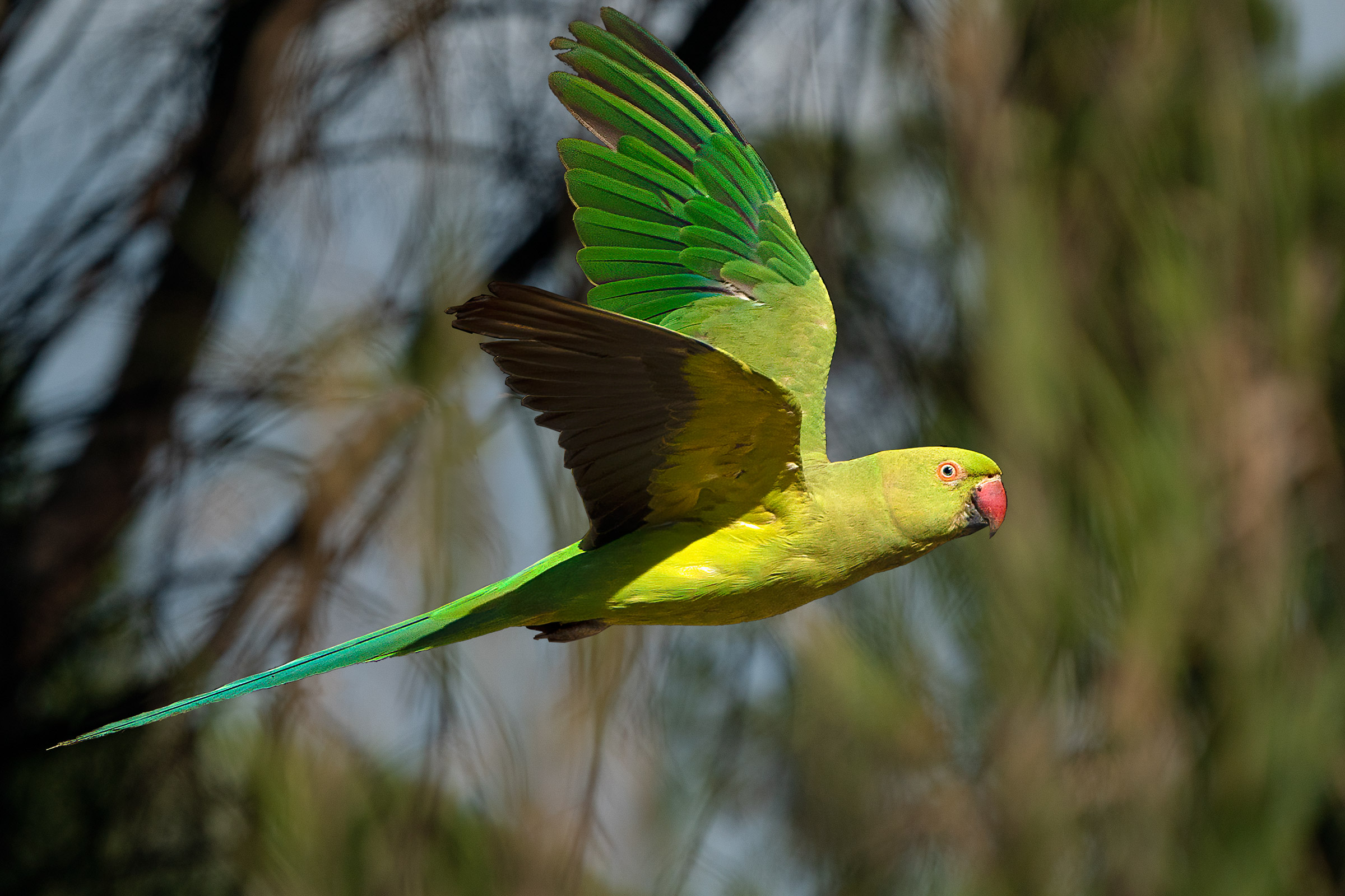 Parrocchetto dal collare F.