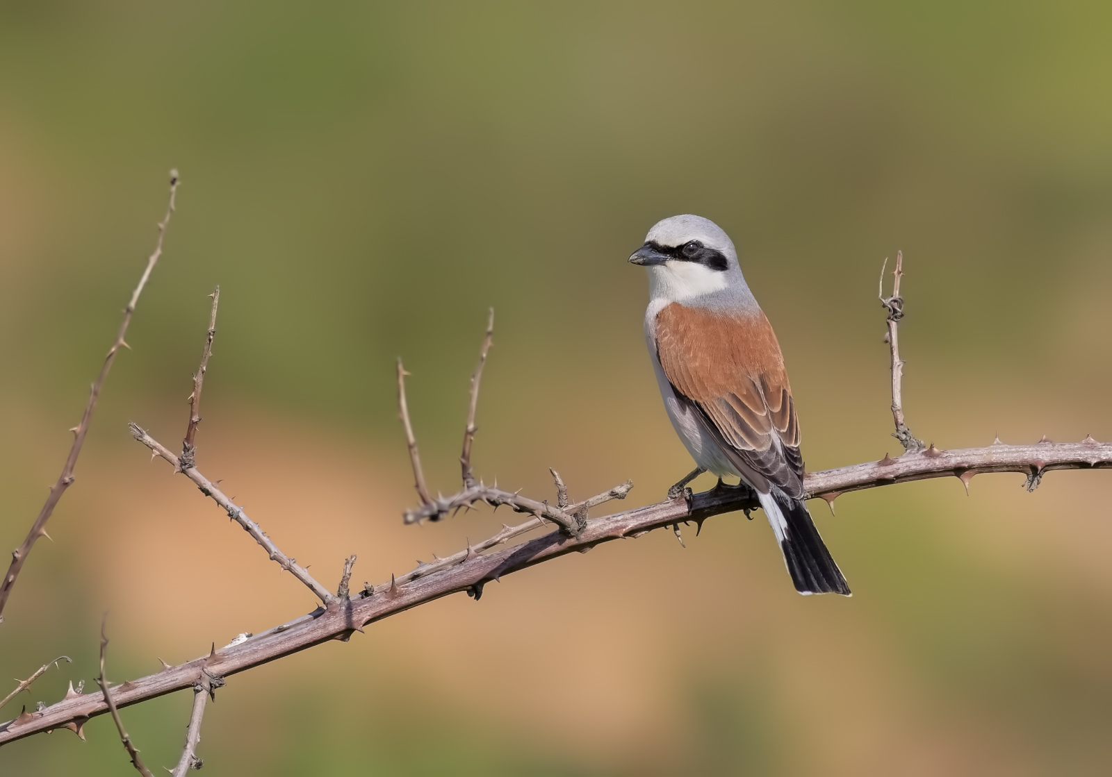 Red back shrike