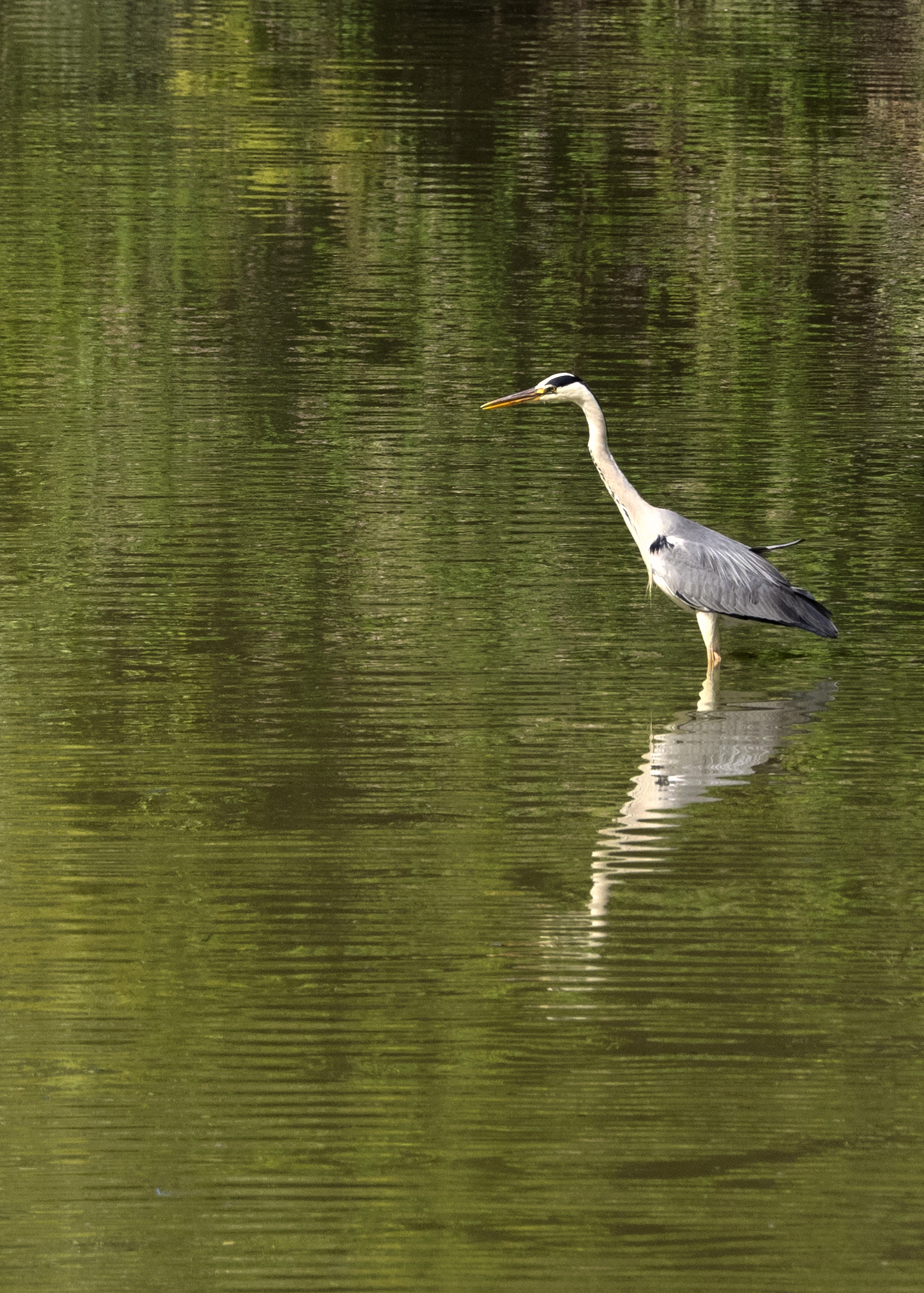 ASH HERON