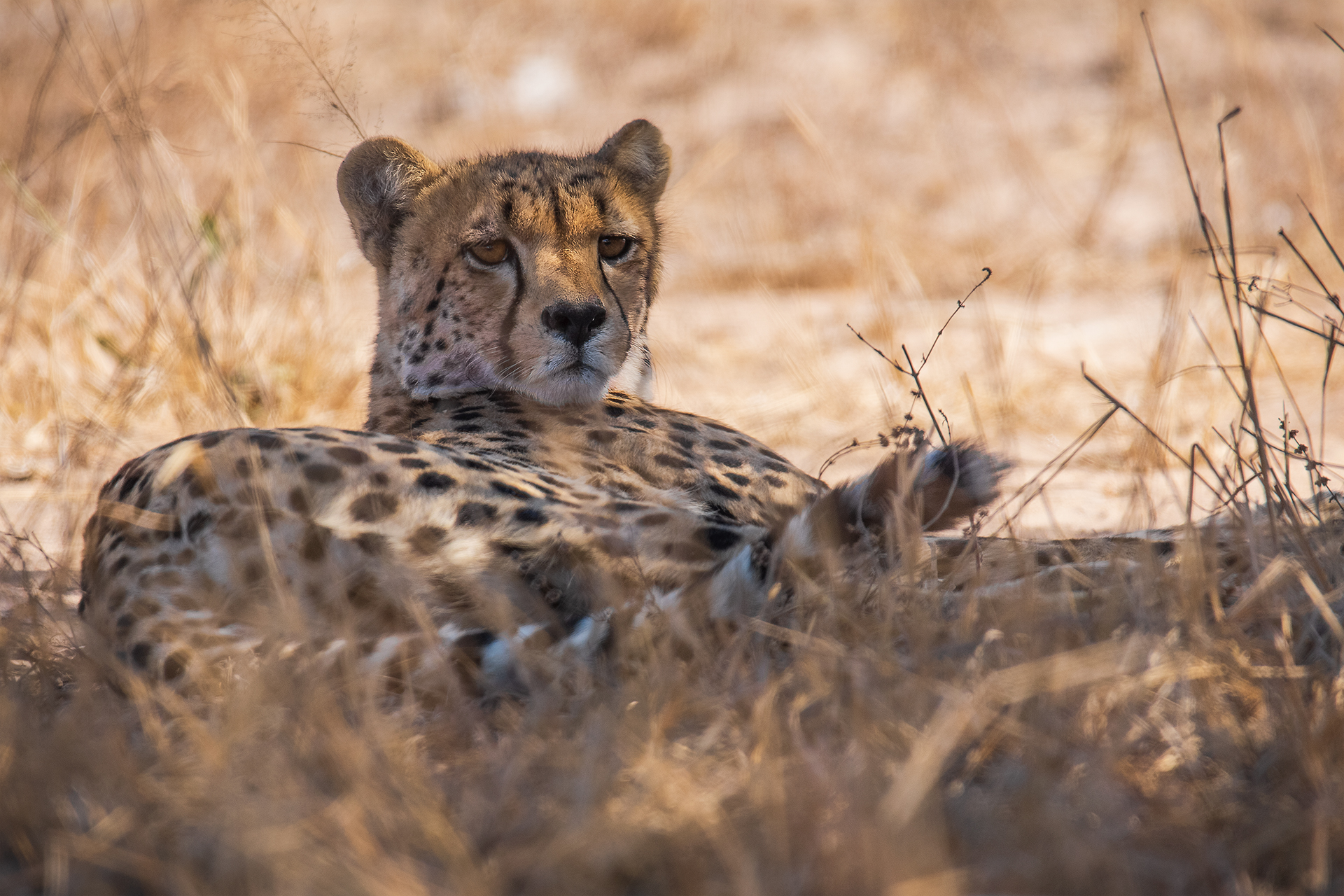 Cheetah