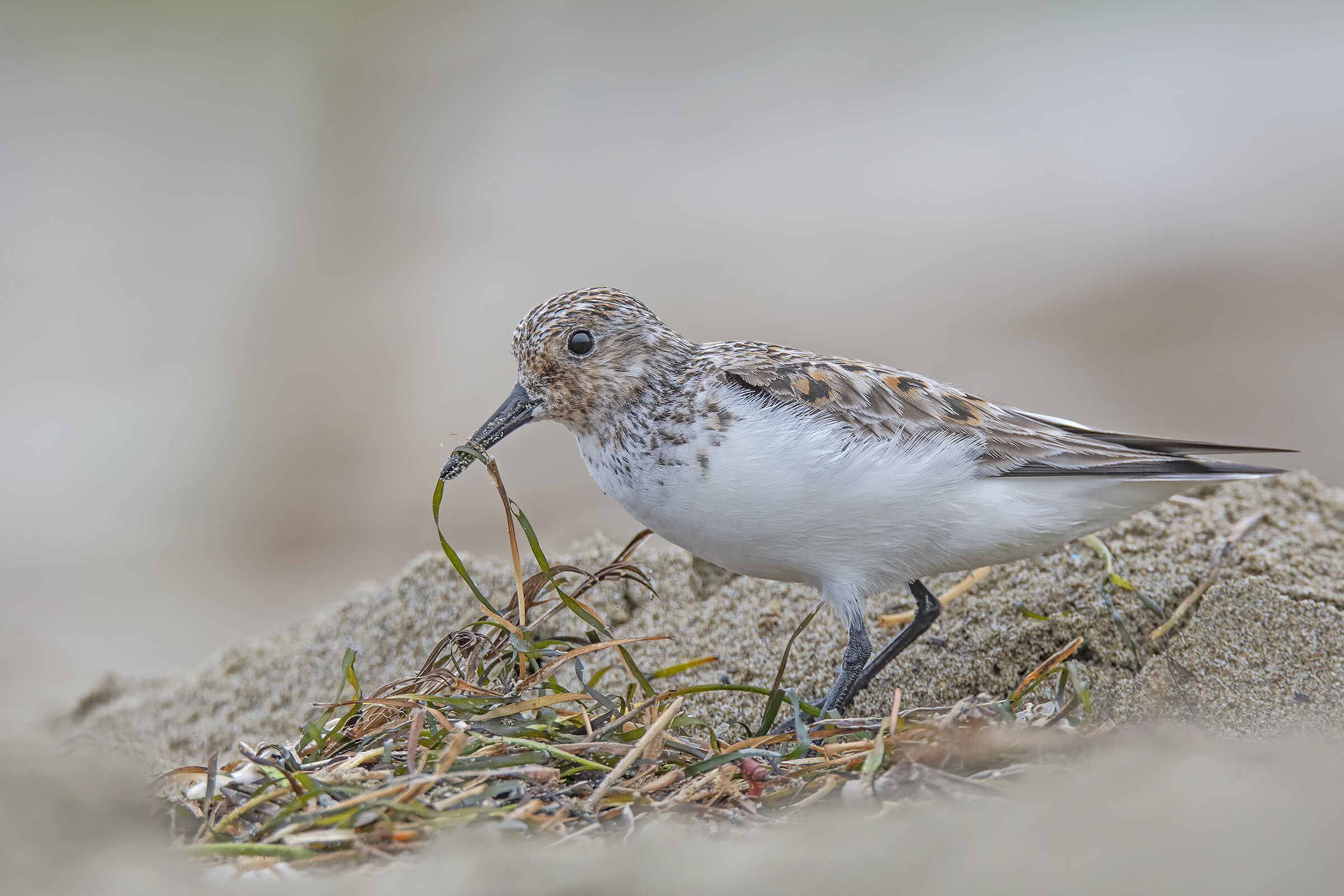Piovanello and seaweed
