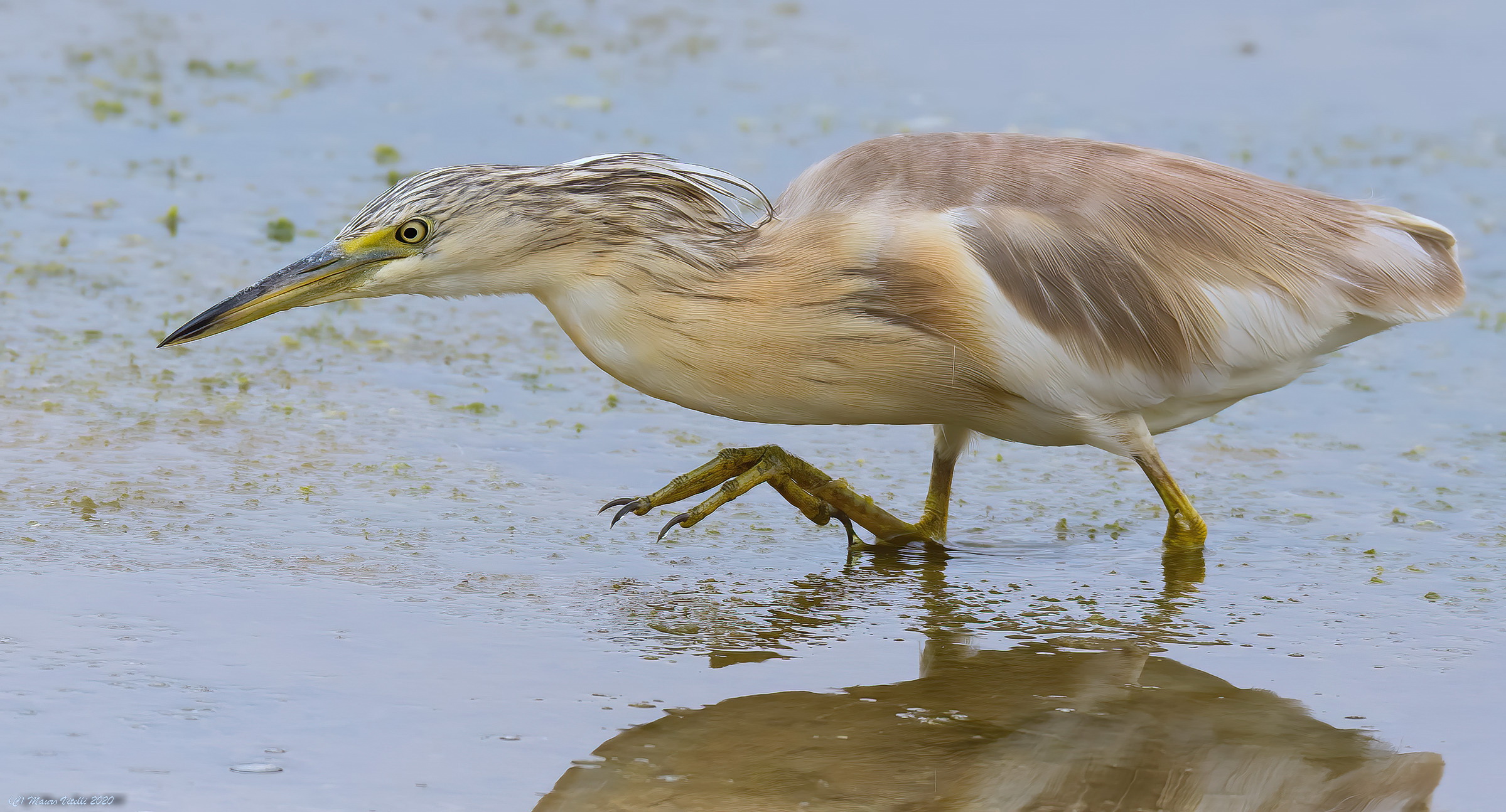 Sgarza Ciuffetto (Ardeola railides)