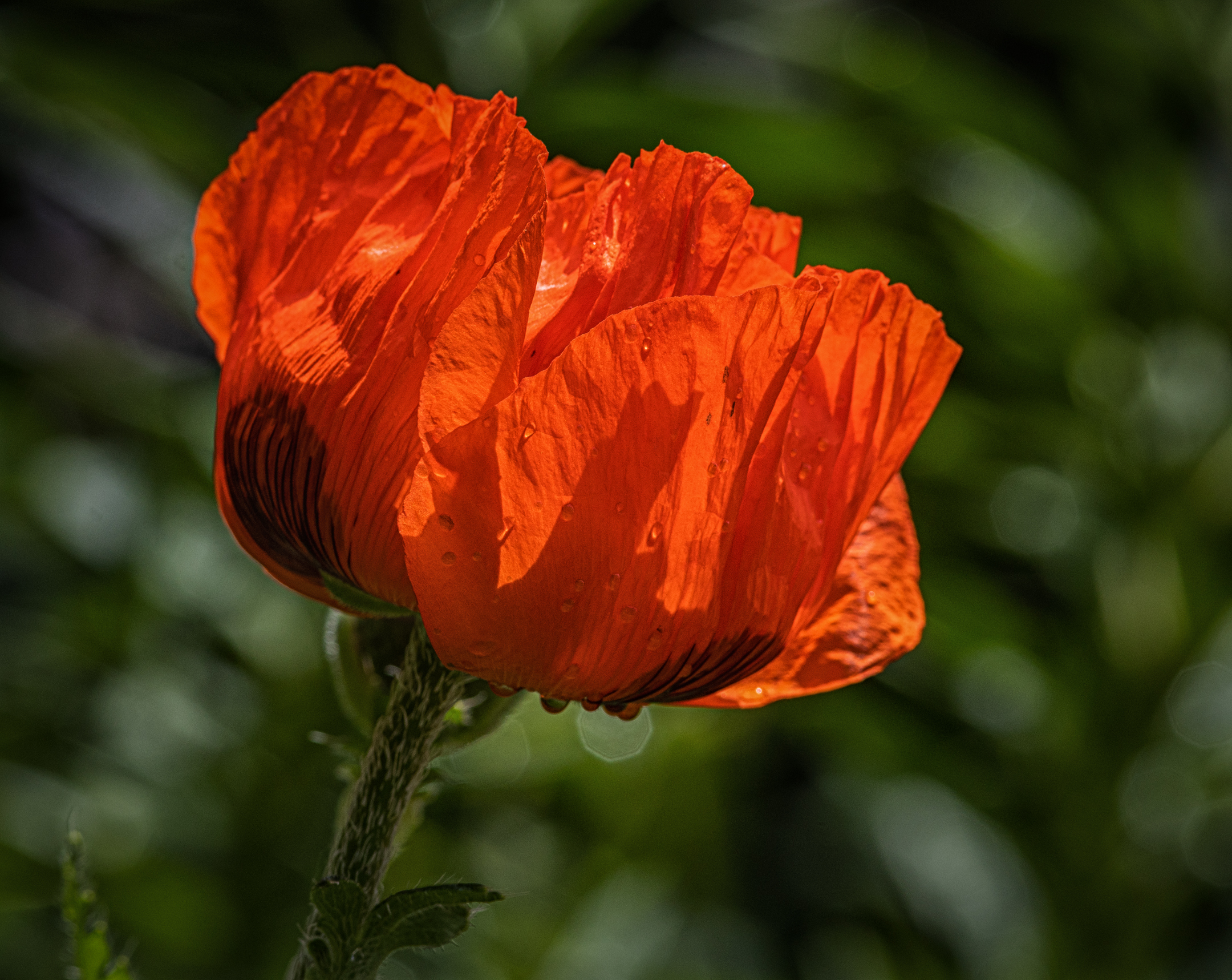 Giant Red Poppy from the Park.