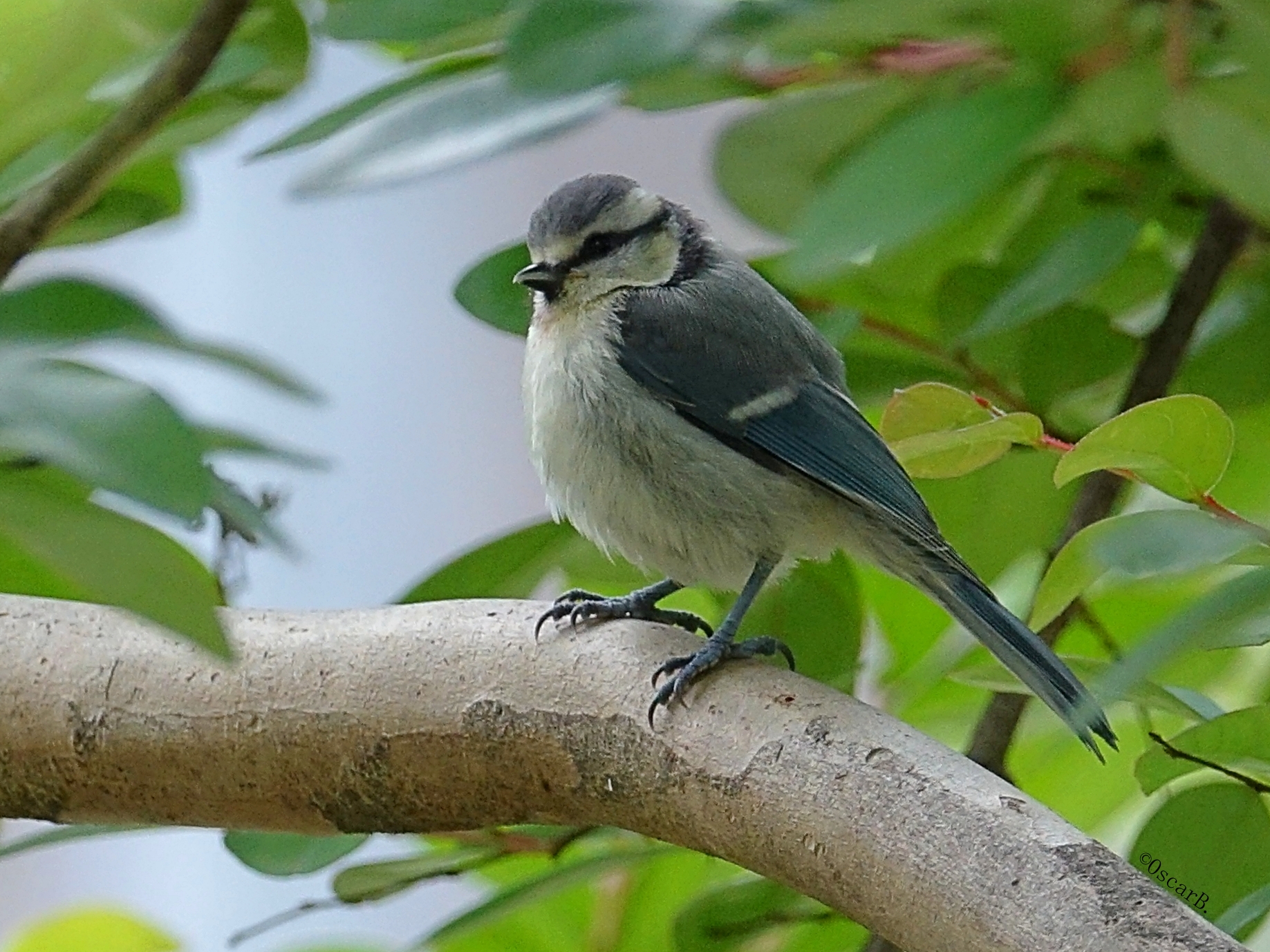 Giovane Cinciarella in giardino