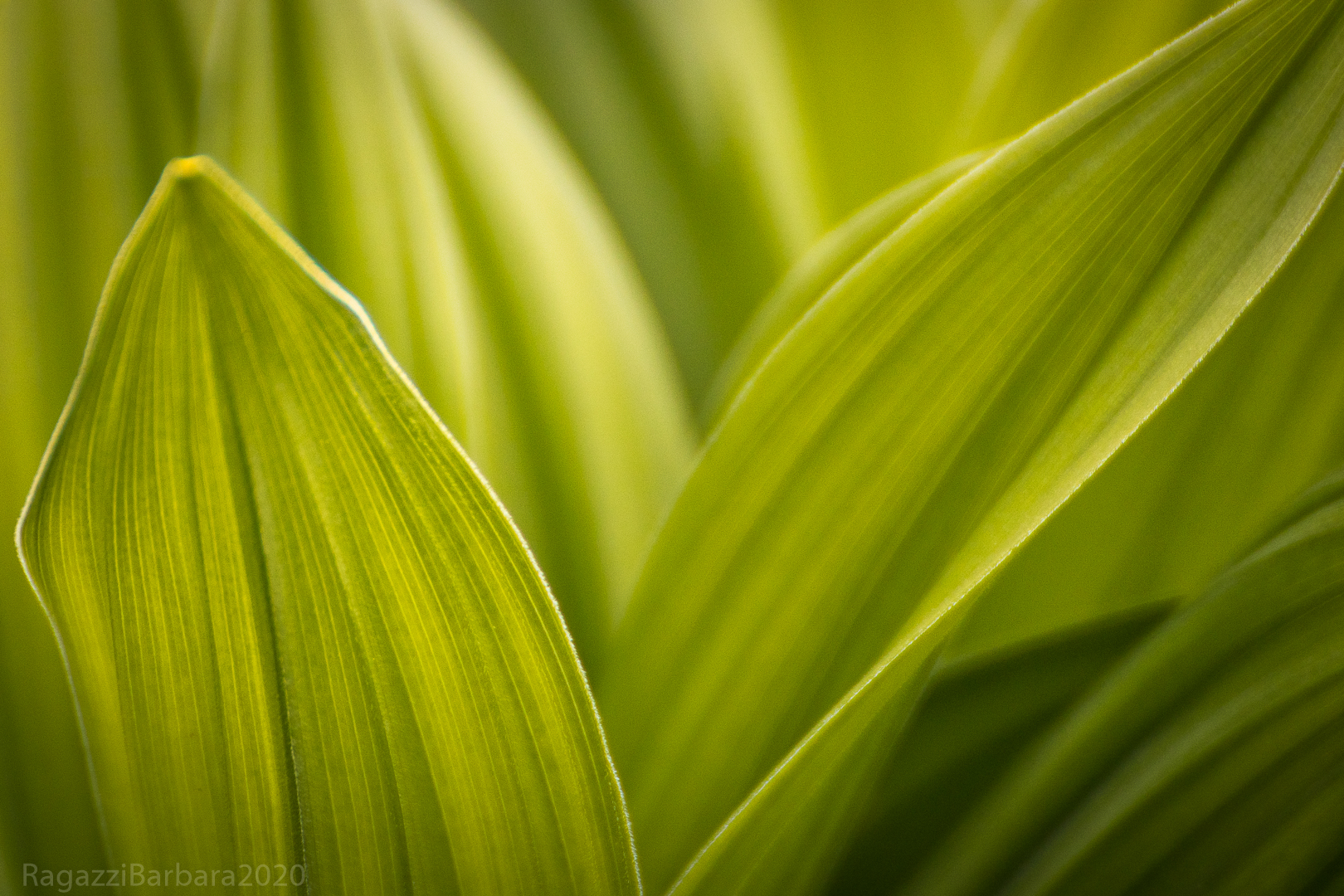 Among the green leaves