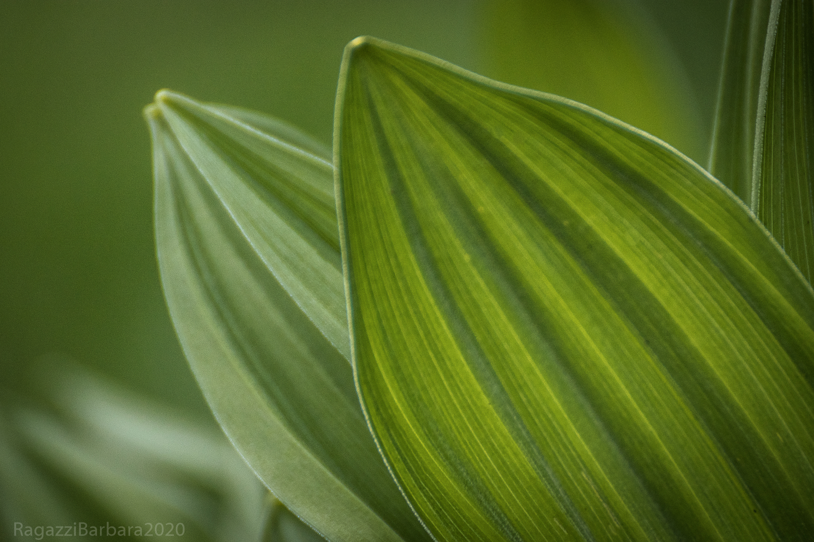 Among the green leaves