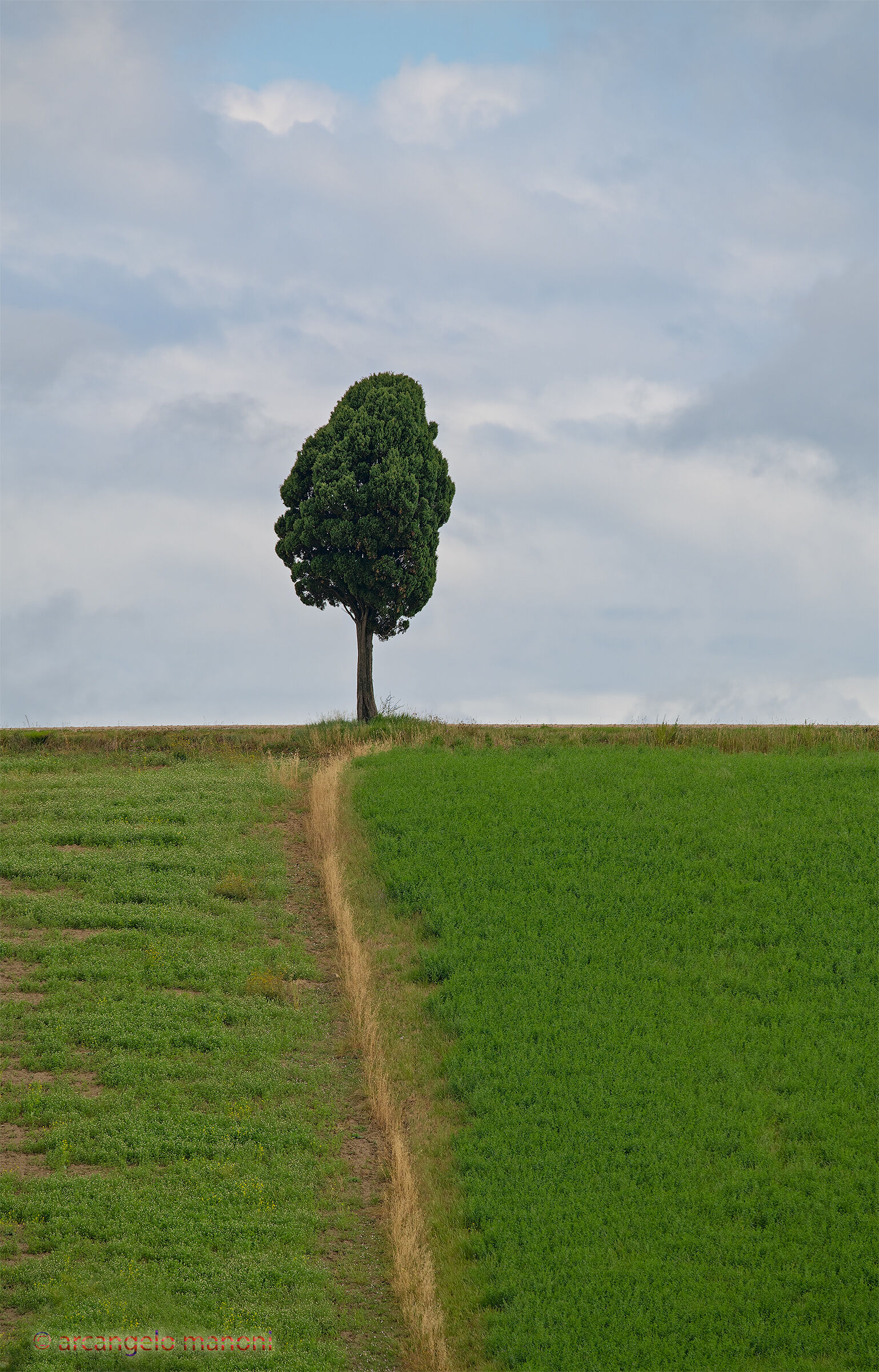 My Tuscany '''desire to rise'