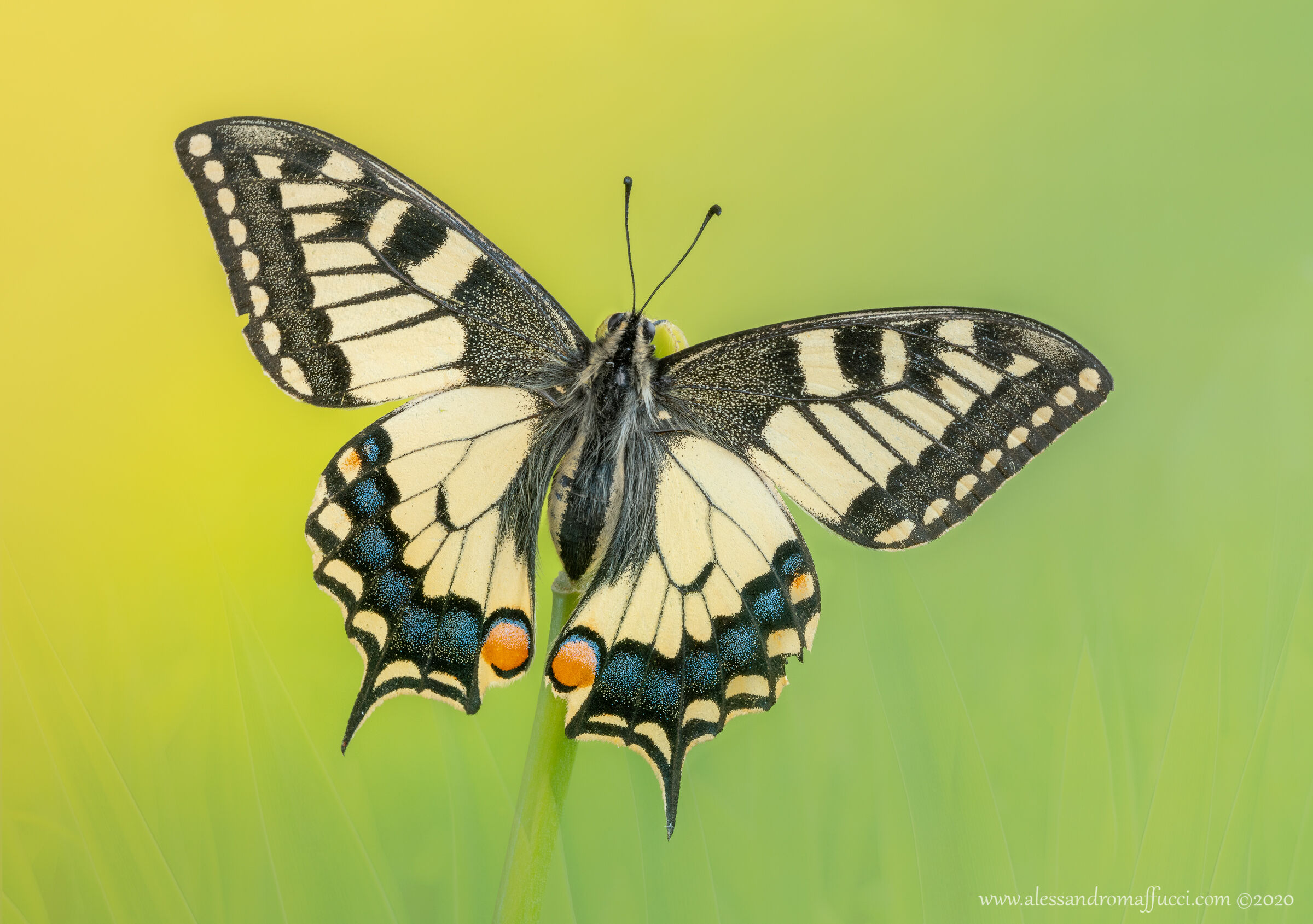 La bellezza nostrana!