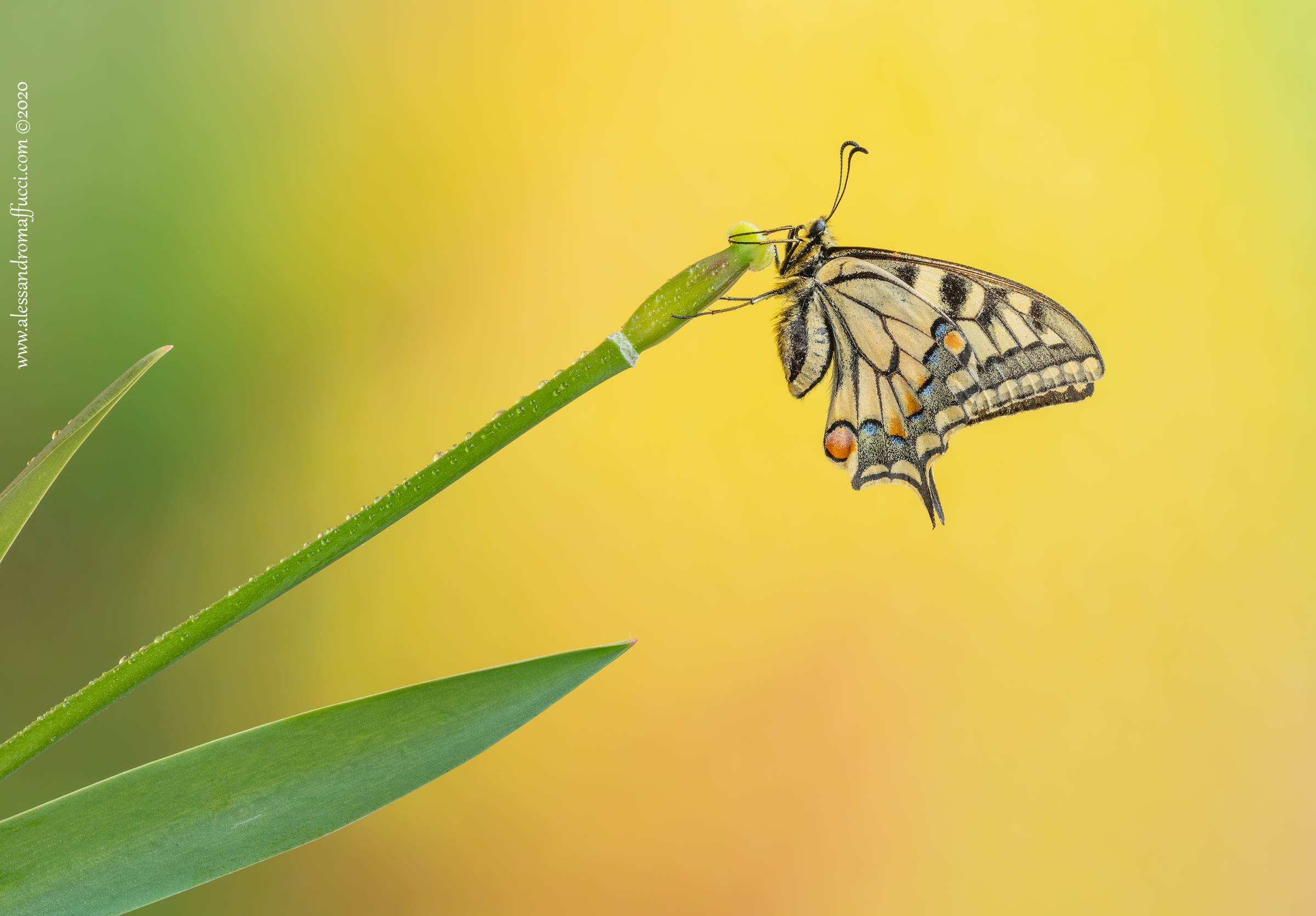 Profilo di macaone 2020