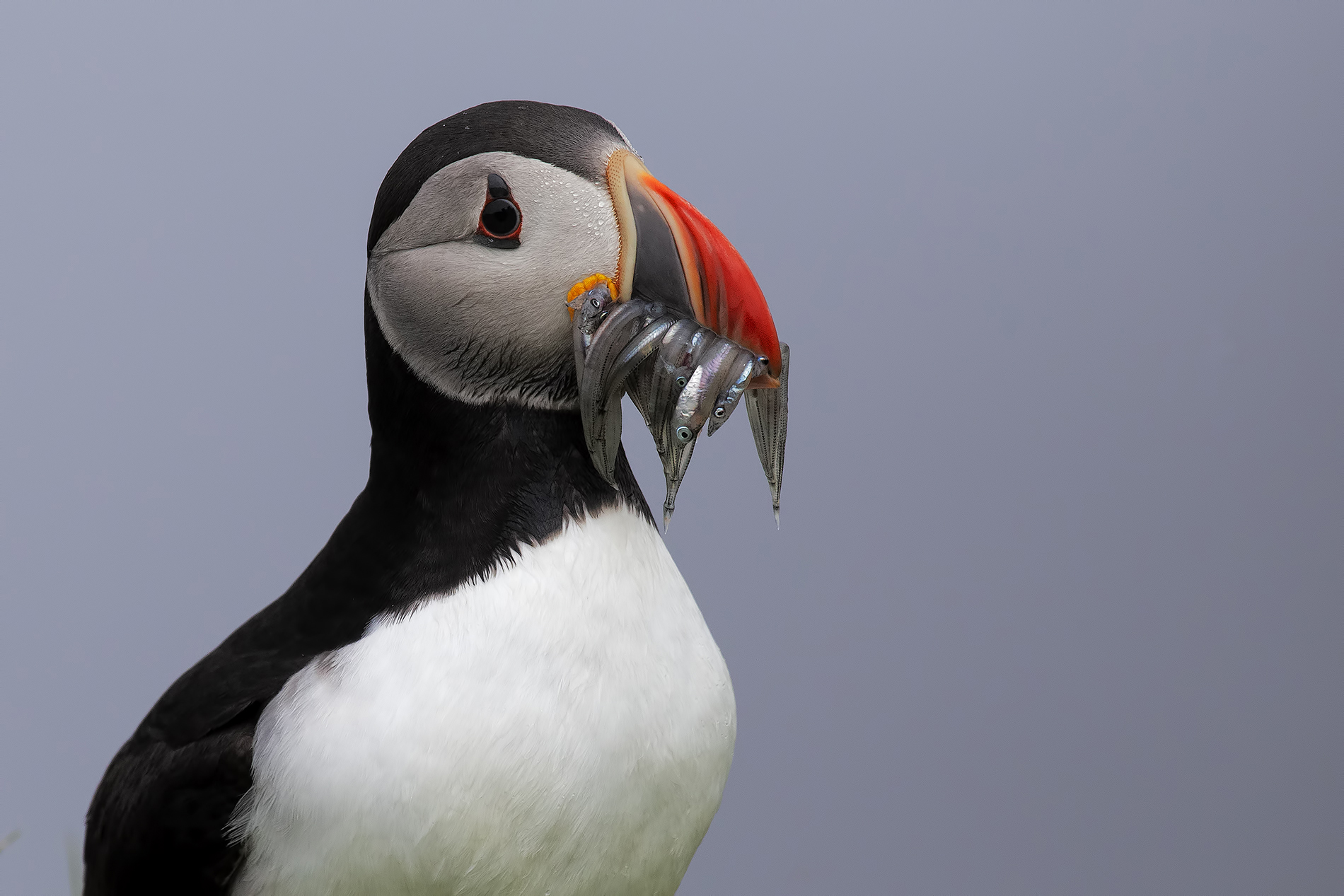 Puffin Faroe islands