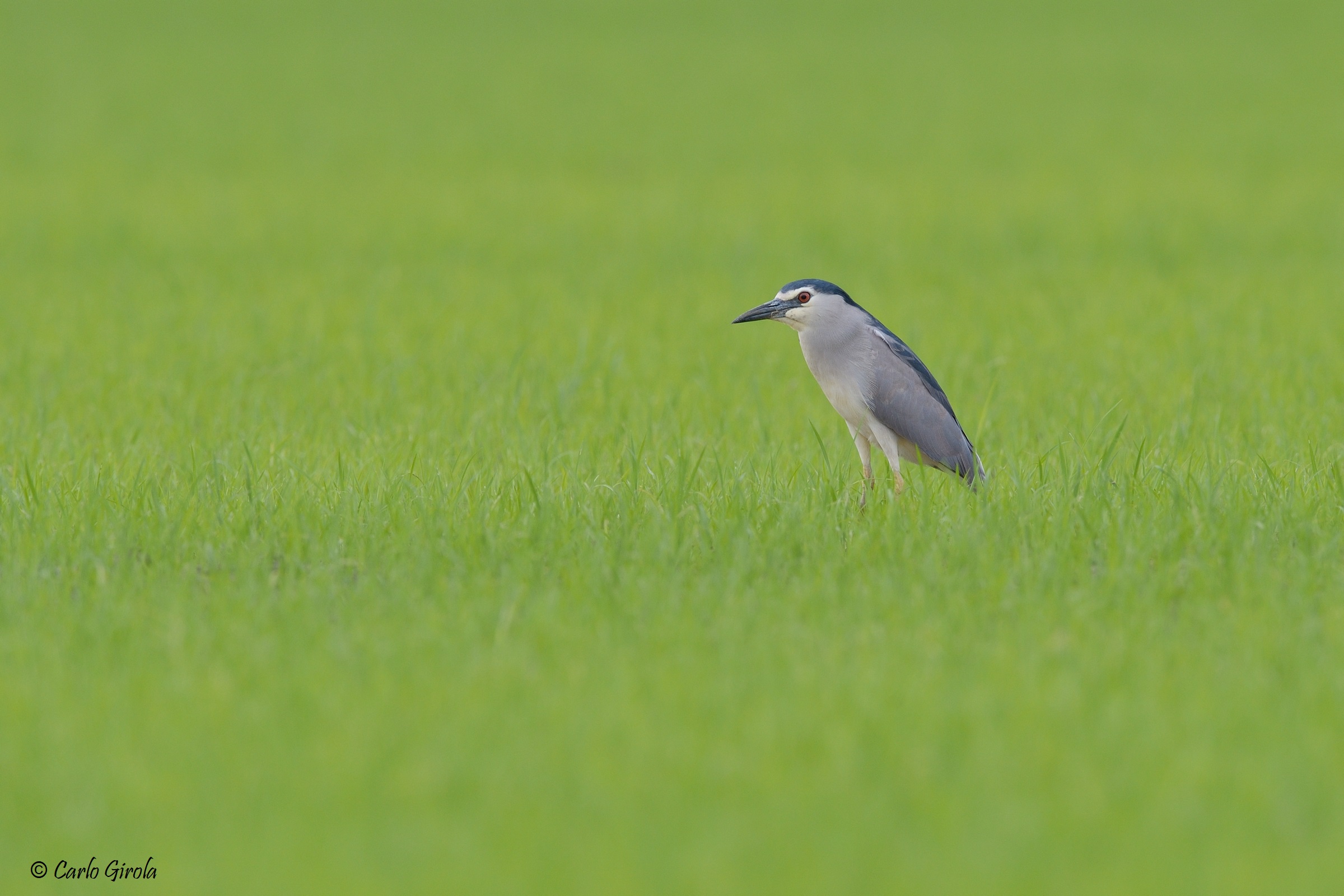 Nitticora (Nycticorax nycticorax)
