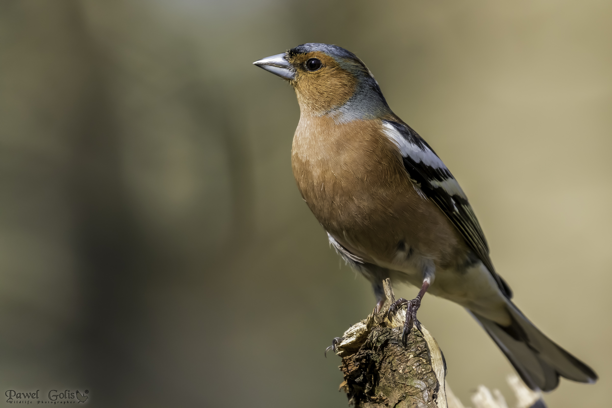 Common chaffinch (Fringilla coelebs)