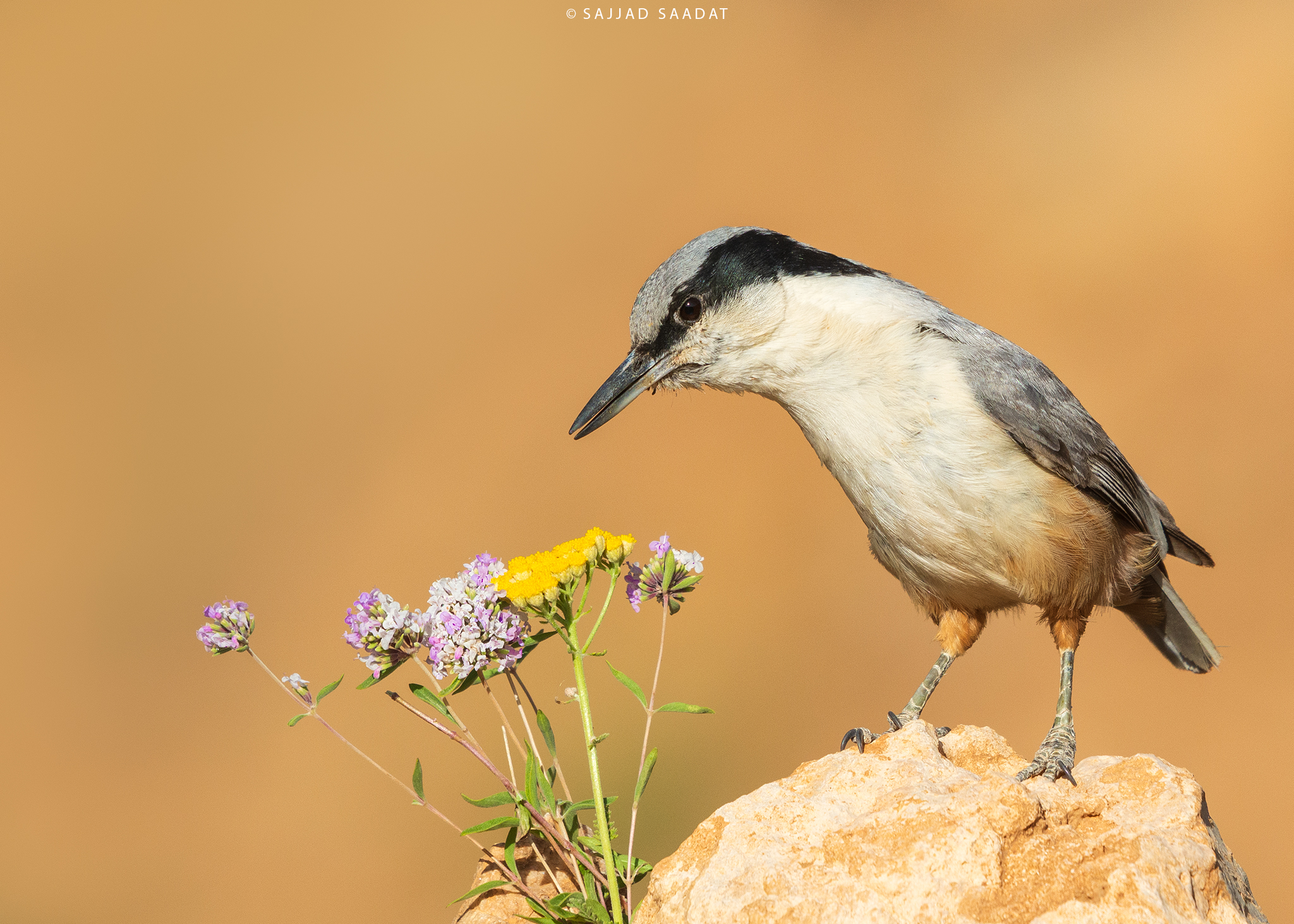 Persian Nuthatch
