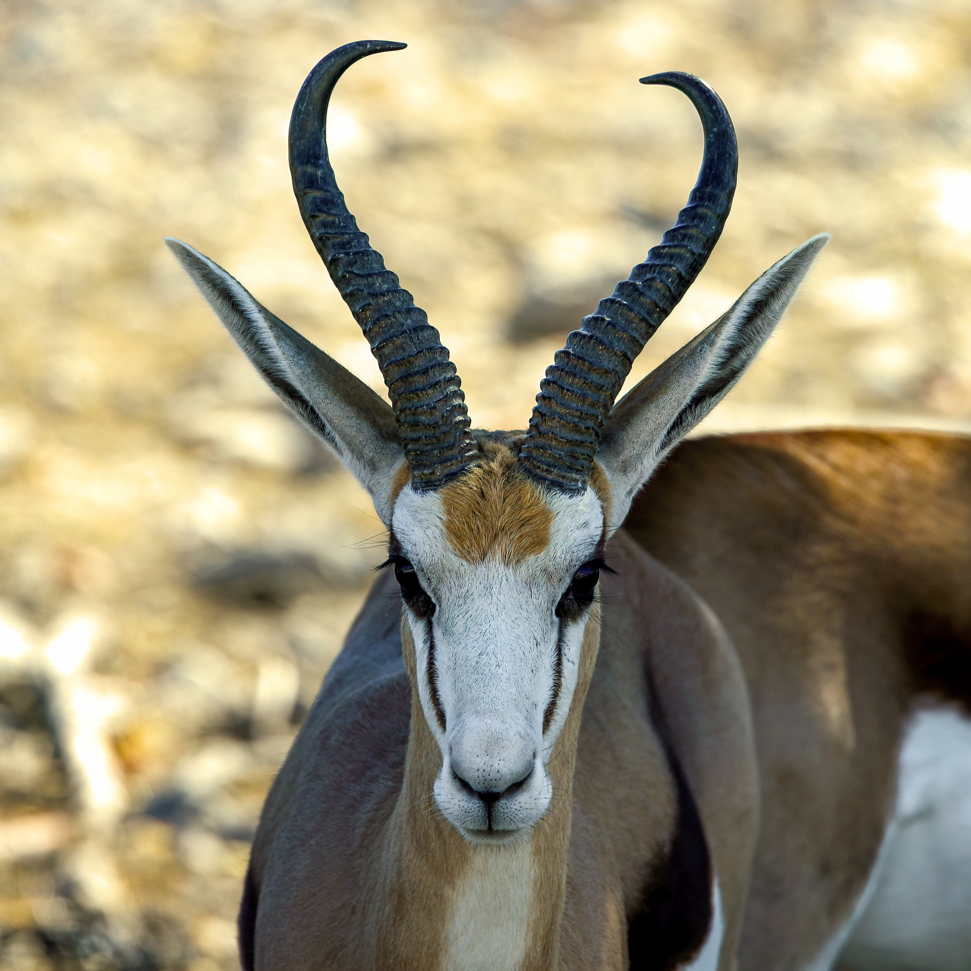 Springbok