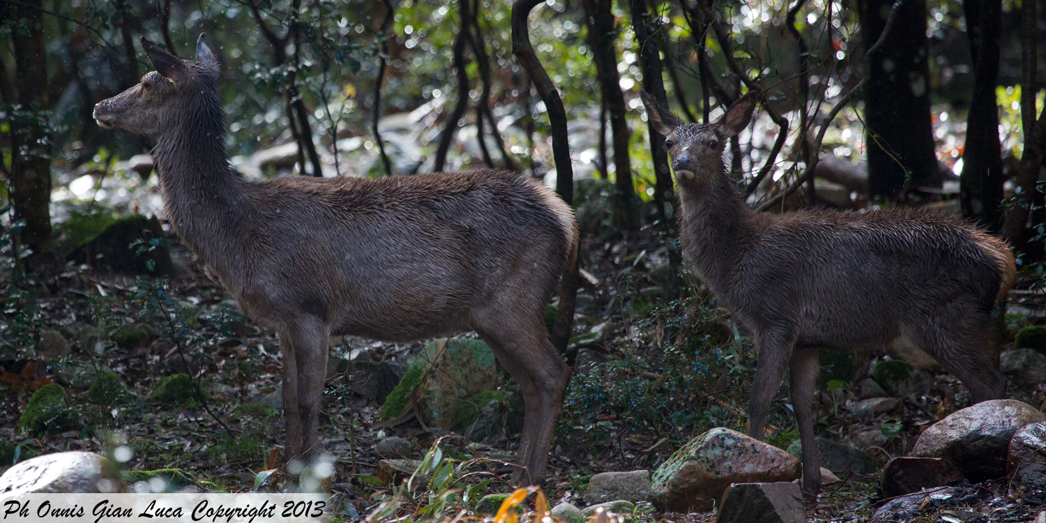 Sardinian deer