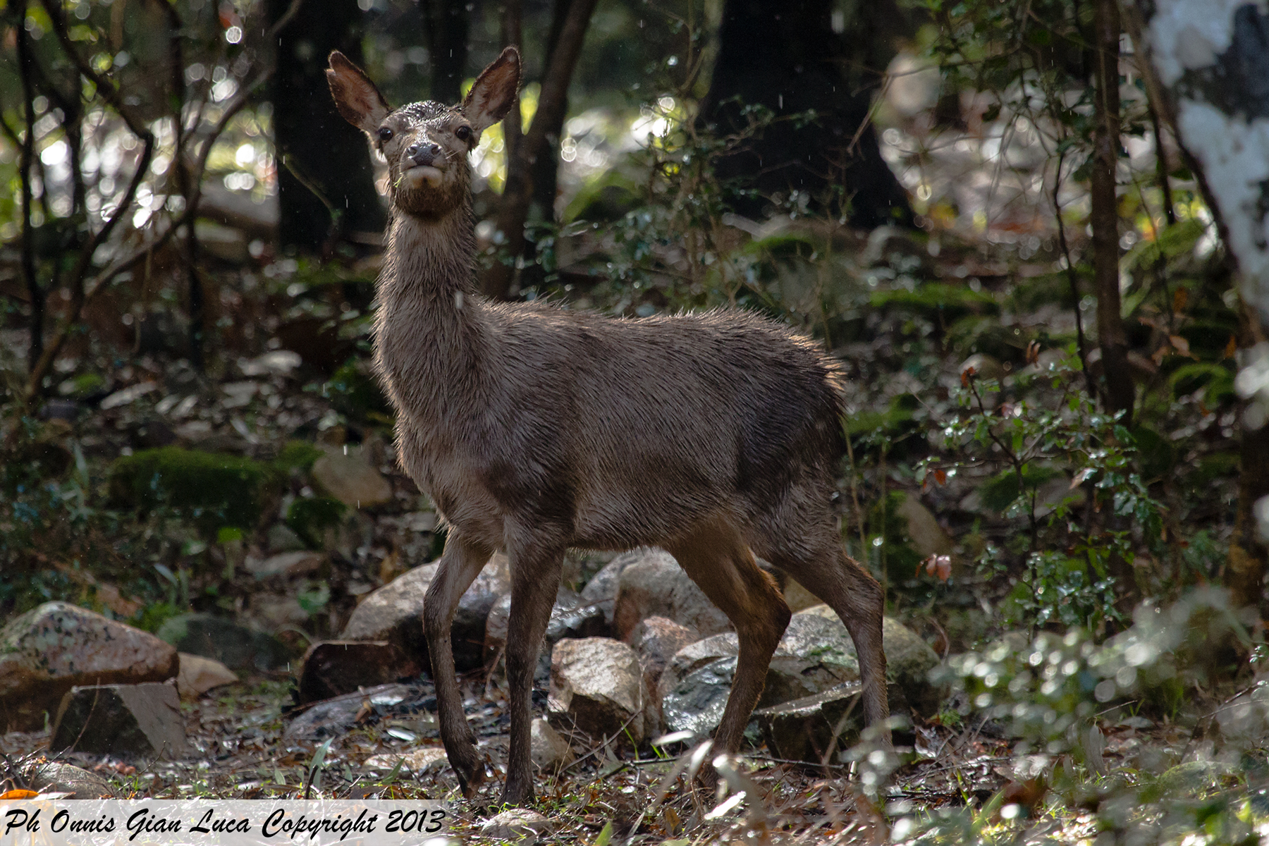 Sardinian deer